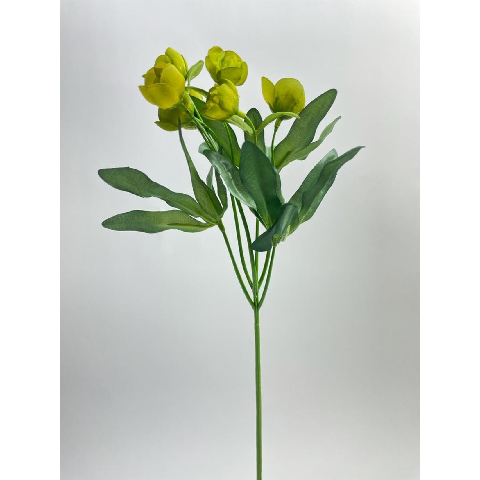 HELLEBORE ORIENTALIS | GREEN | 45 CM