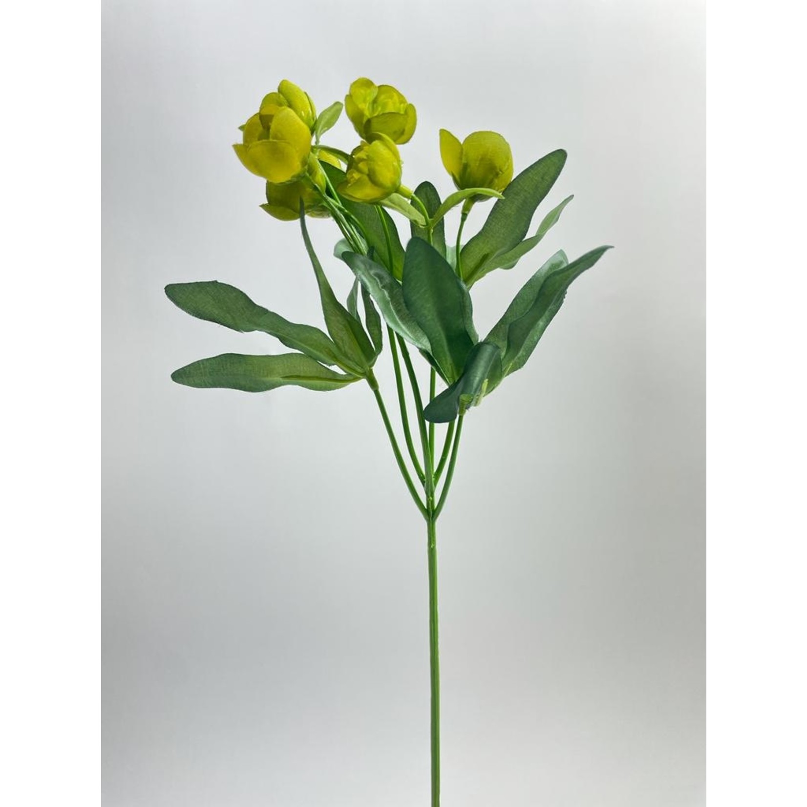 HELLEBORUS ORIENTALIS | GREEN | 45 CM