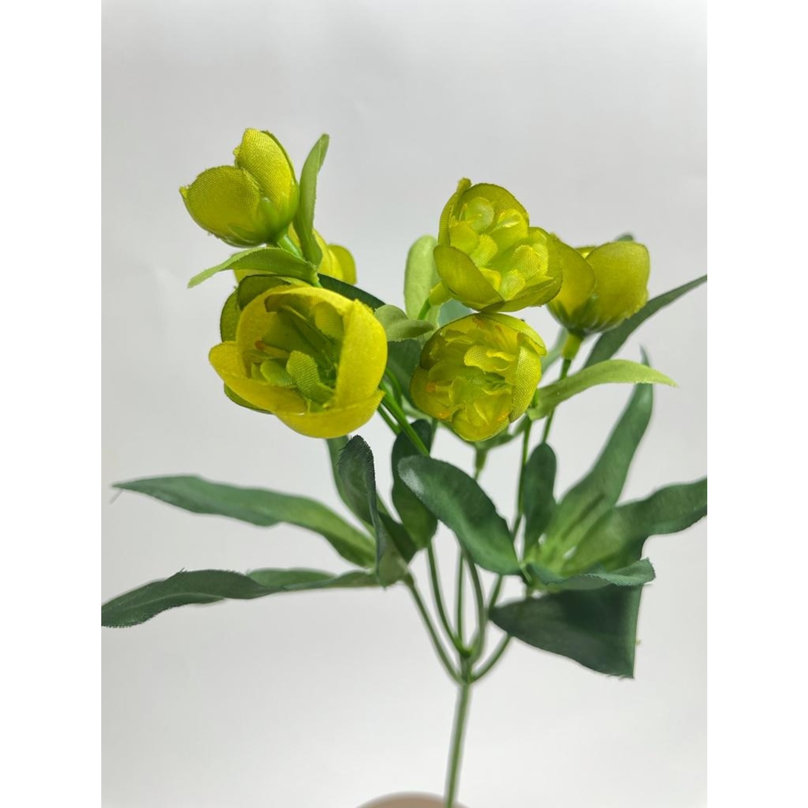 HELLEBORE ORIENTALIS | GREEN | 45 CM