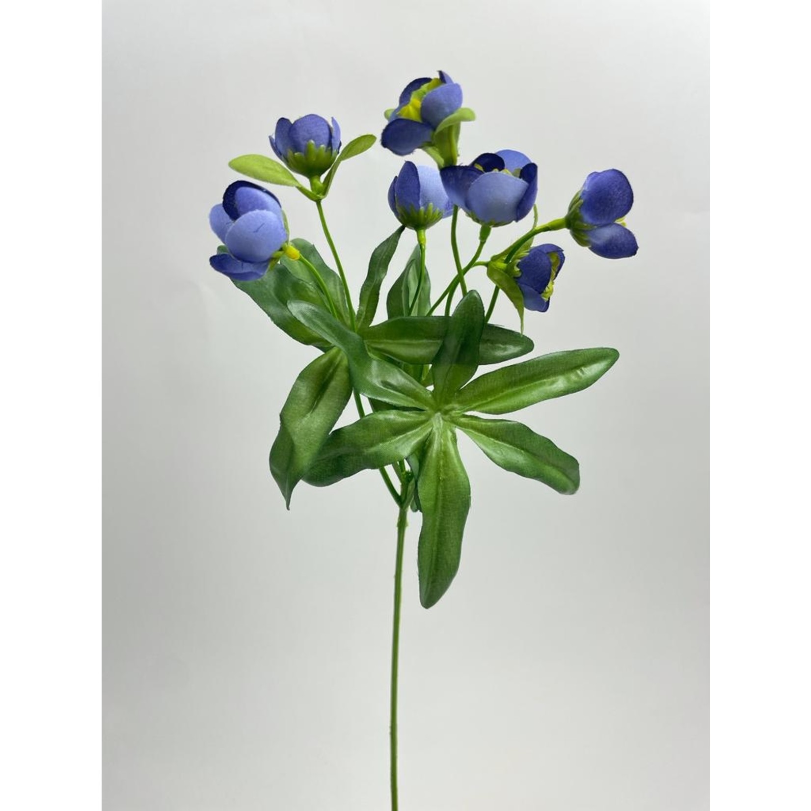 HELLEBORE ORIENTALIS | BLUE | 45 CM