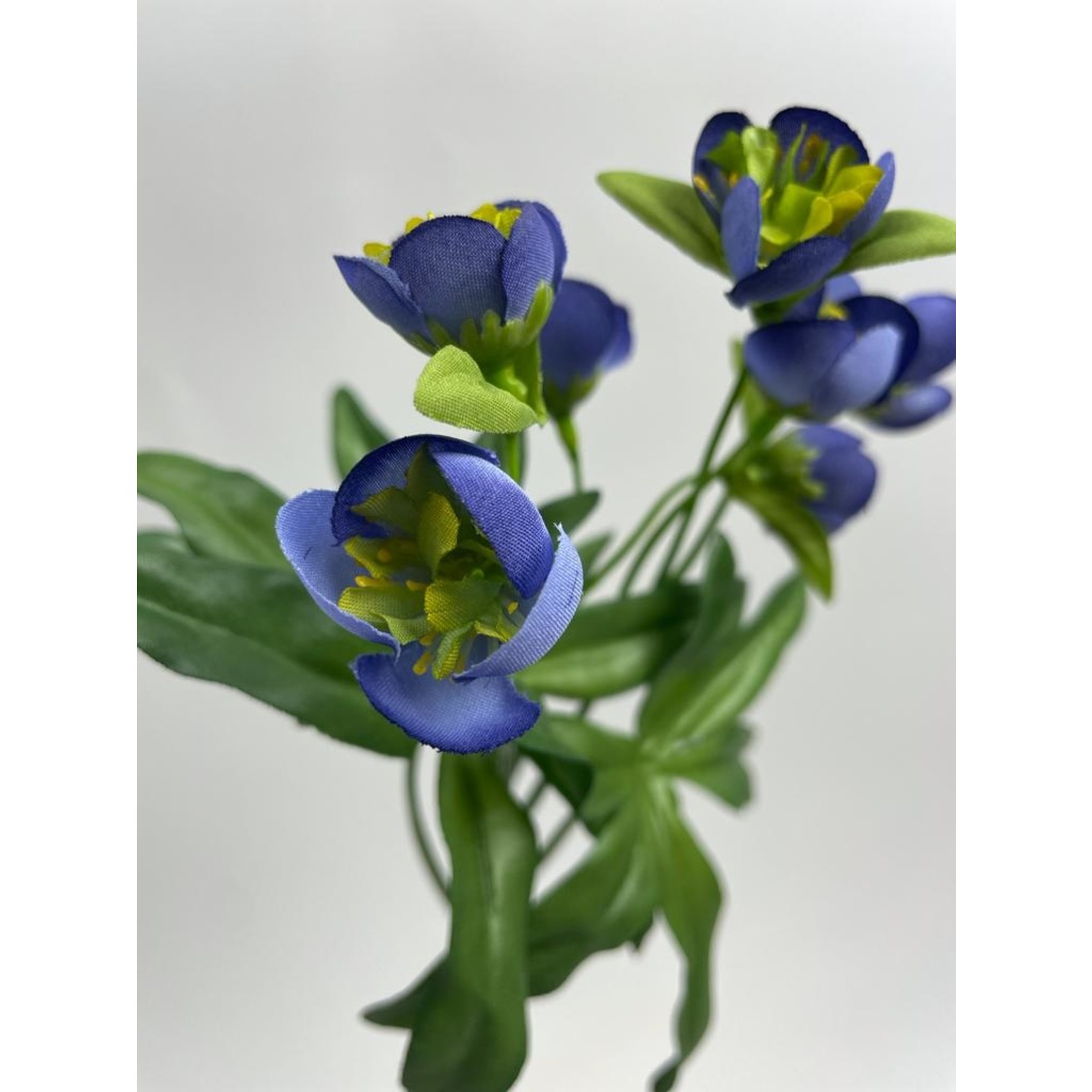 HELLEBORUS ORIENTALIS | BLUE | 45 CM