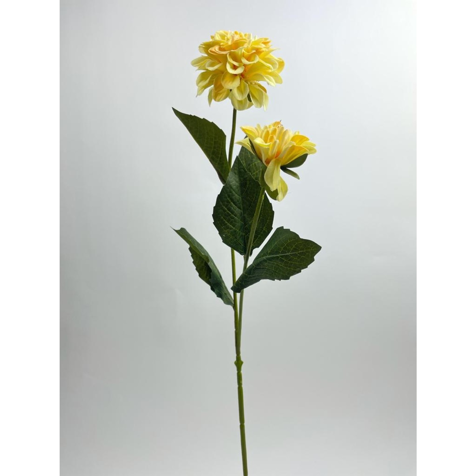 DAHLIA GOLD CROWN | YELLOW |  65 CM