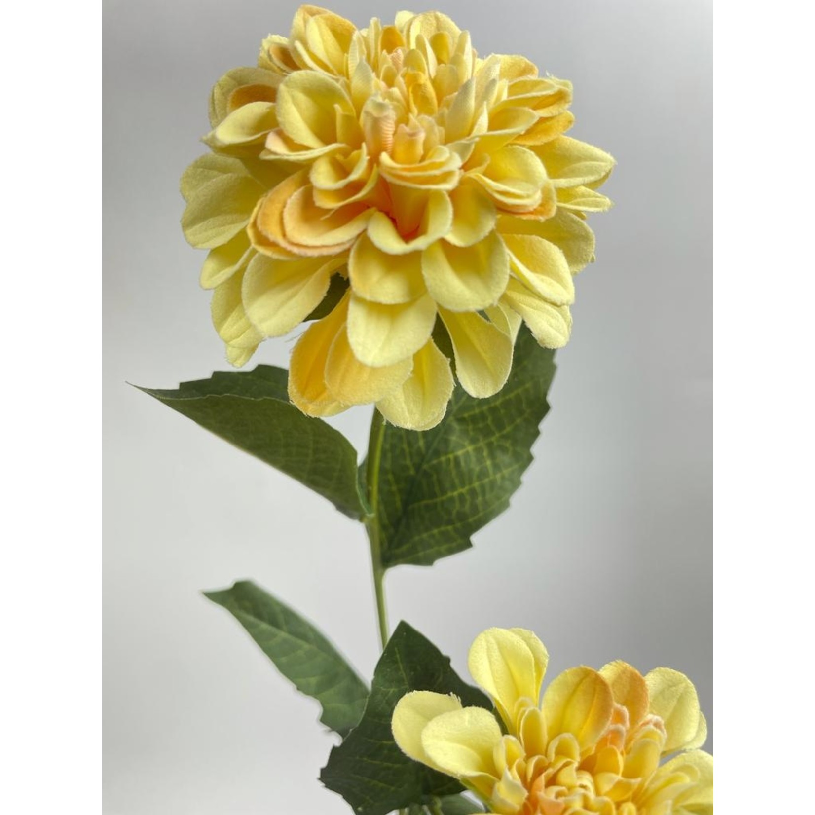 DAHLIA GOLD CROWN | GEEL | 65 CM