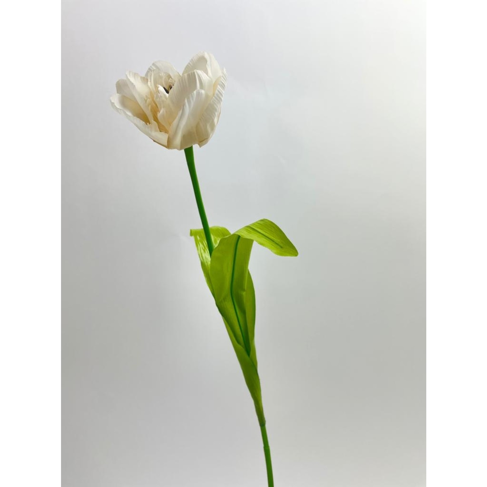 TULP TRIUMPH | WIT | 53 CM