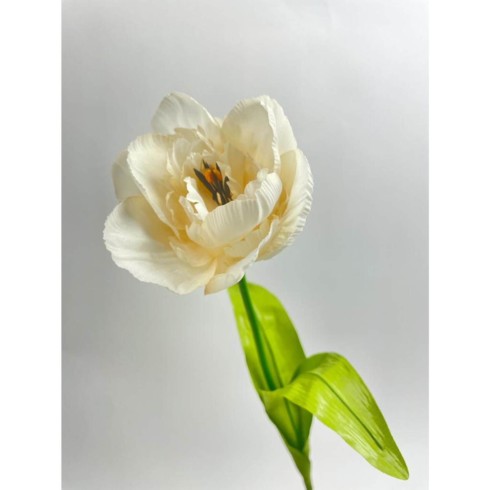 TULP TRIUMPH | WIT | 53 CM