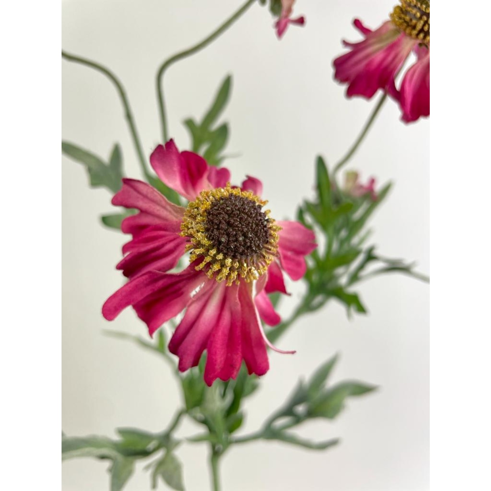 HELENIUM | PINK | 80 CM