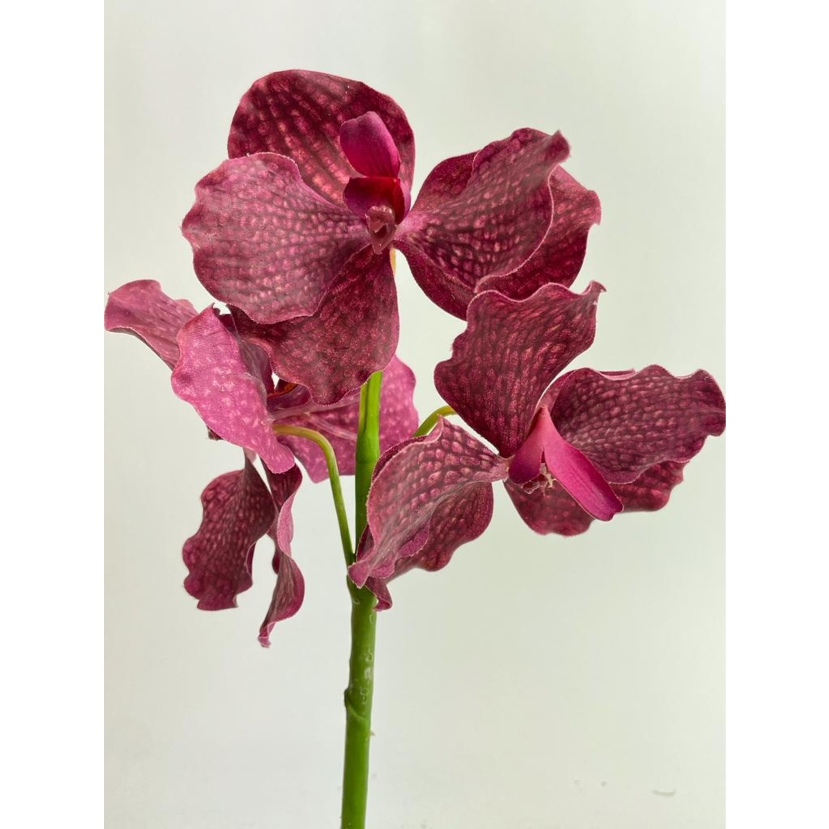 VANDA | PINK | 25 CM