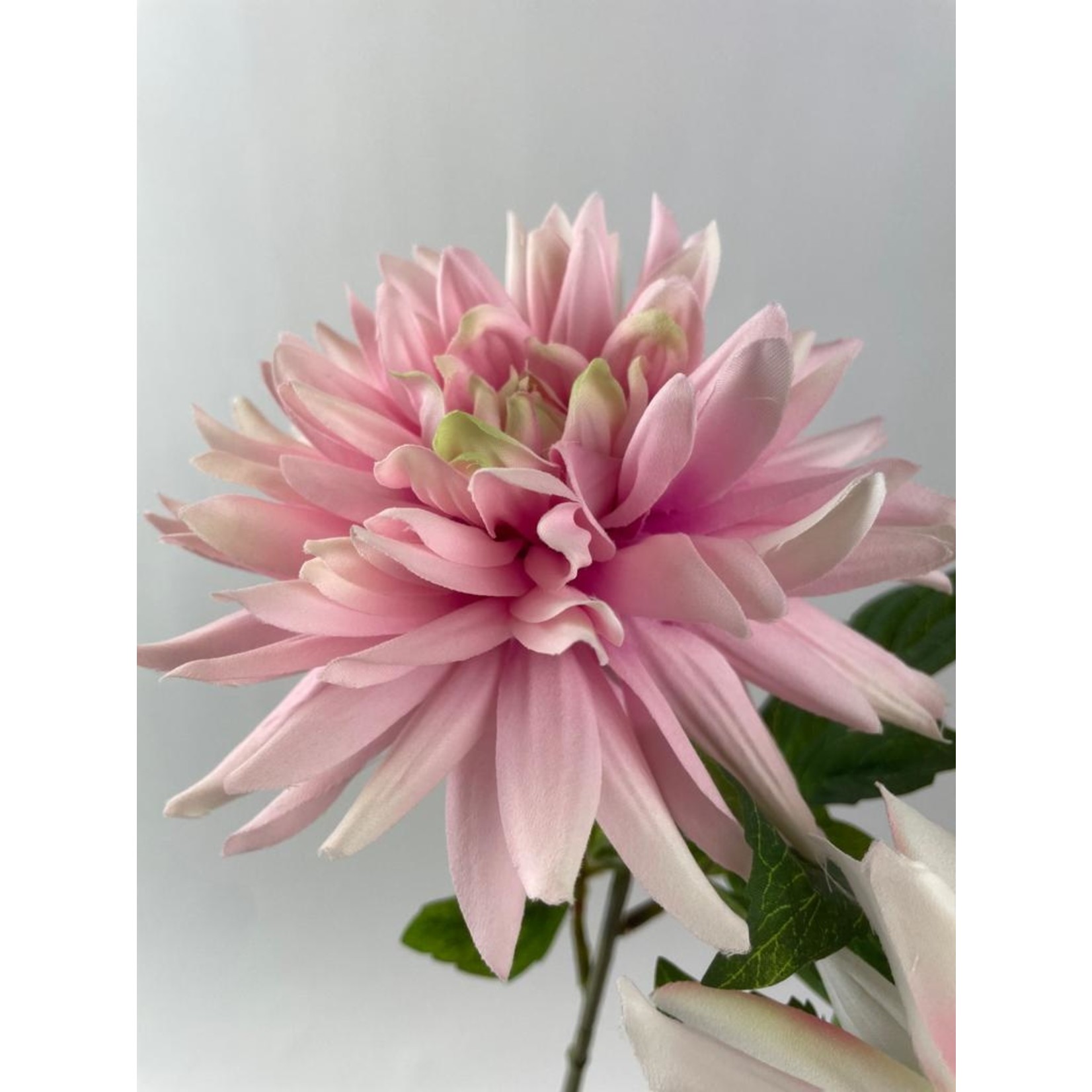 DAHLIA MIX | PINK |  67 CM