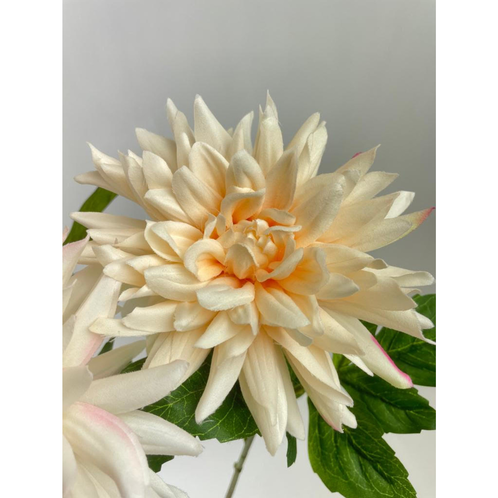 DAHLIA MIX | PINK |  67 CM