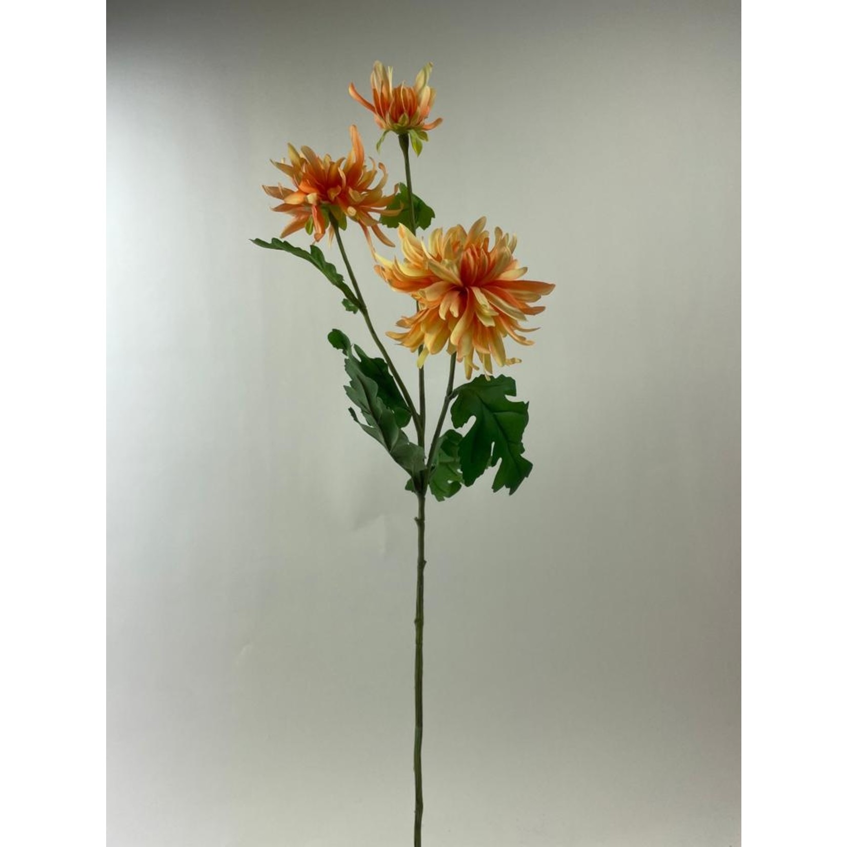 CHRYSANTHEMUM 3X  CHEERLEADER | ORANGE | 70 CM