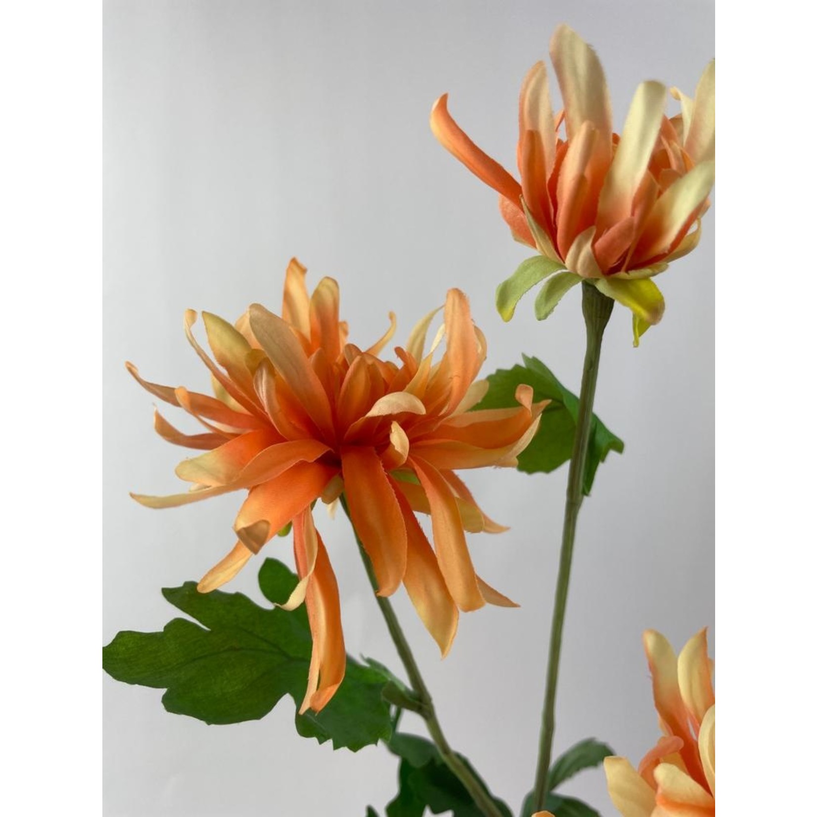 CHRYSANT 3X CHEERLEADER| ORANJE | 70 CM