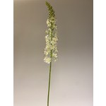 EREMURUS | WIT | 106 CM