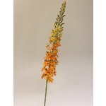 EREMURUS | ORANGE | 106 CM