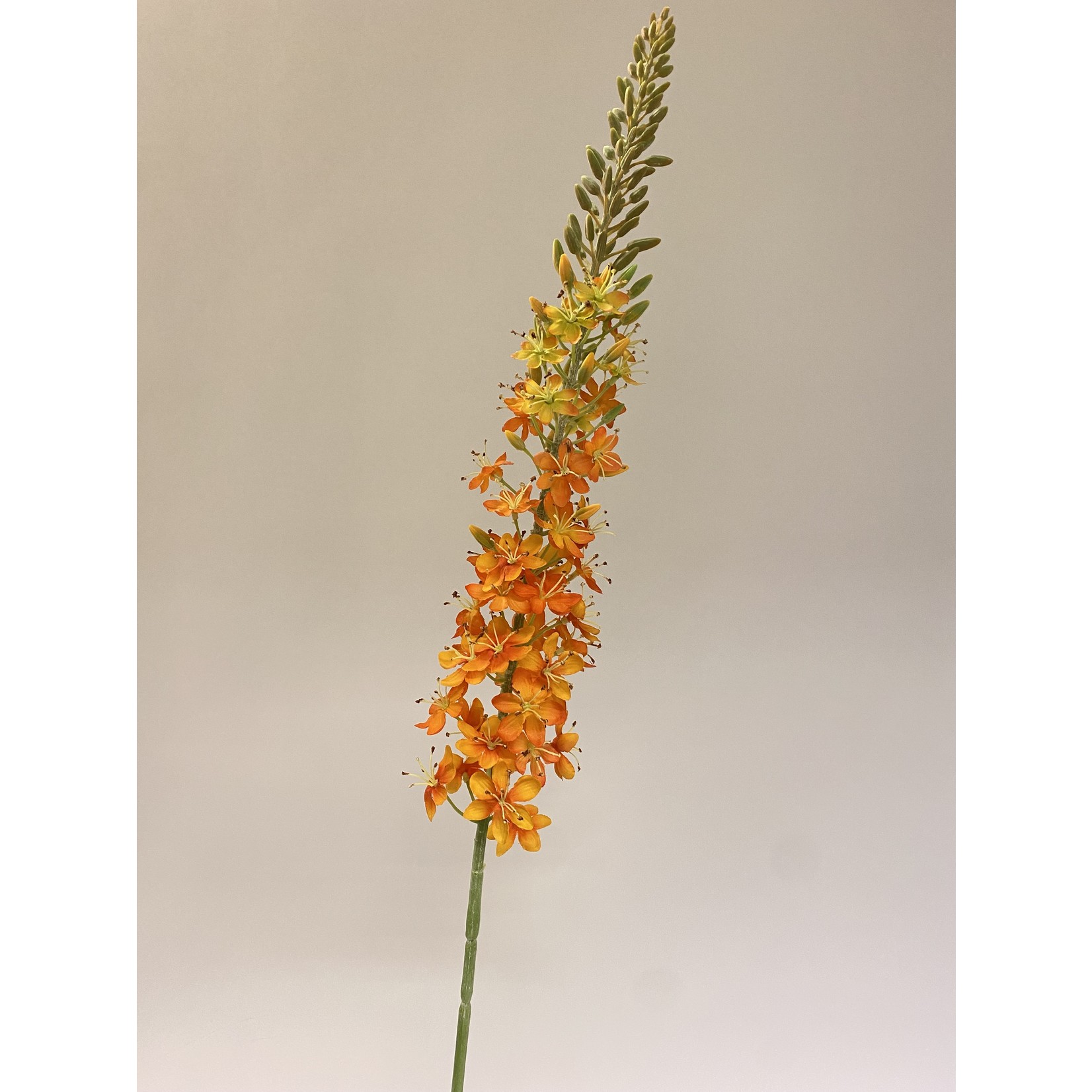 EREMURUS CLEOPATRA | ORANGE| 106 CM