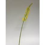 EREMURUS | GEEL | 82 CM