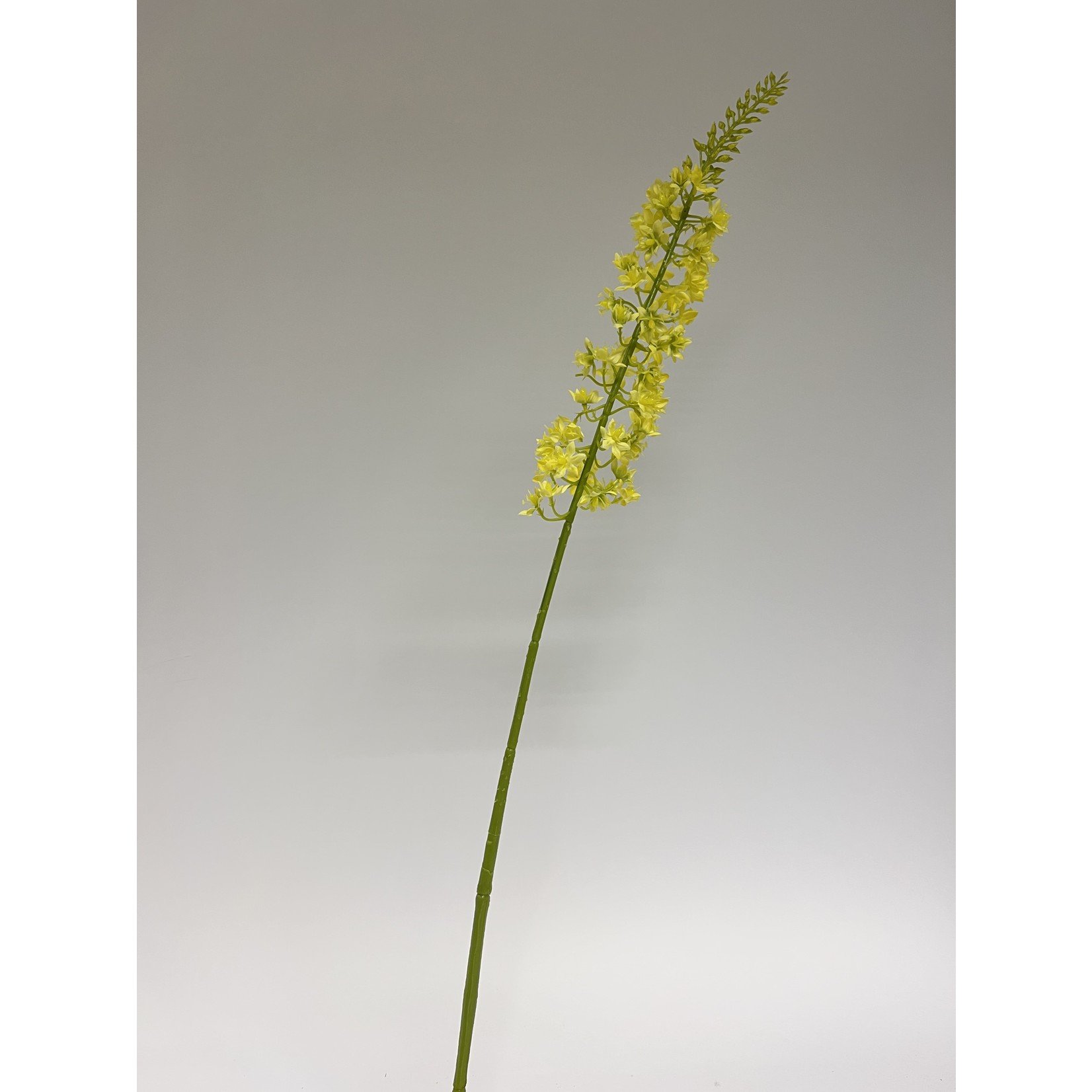 EREMURUS BINGEI | GEEL | 82 CM