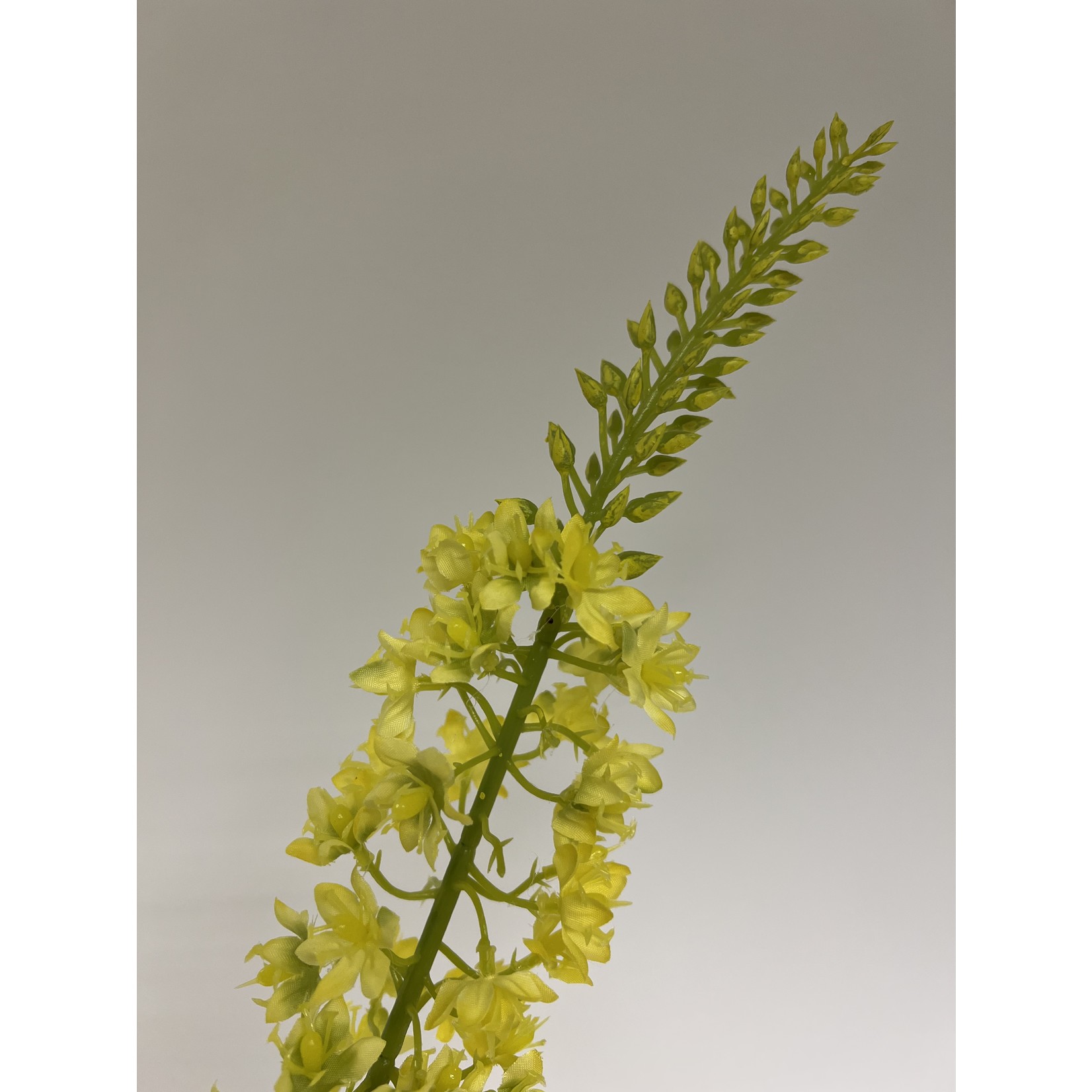 EREMURUS BINGEI | GEEL | 82 CM