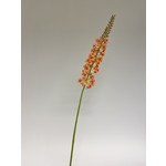 EREMURUS | ORANGE | 82 CM