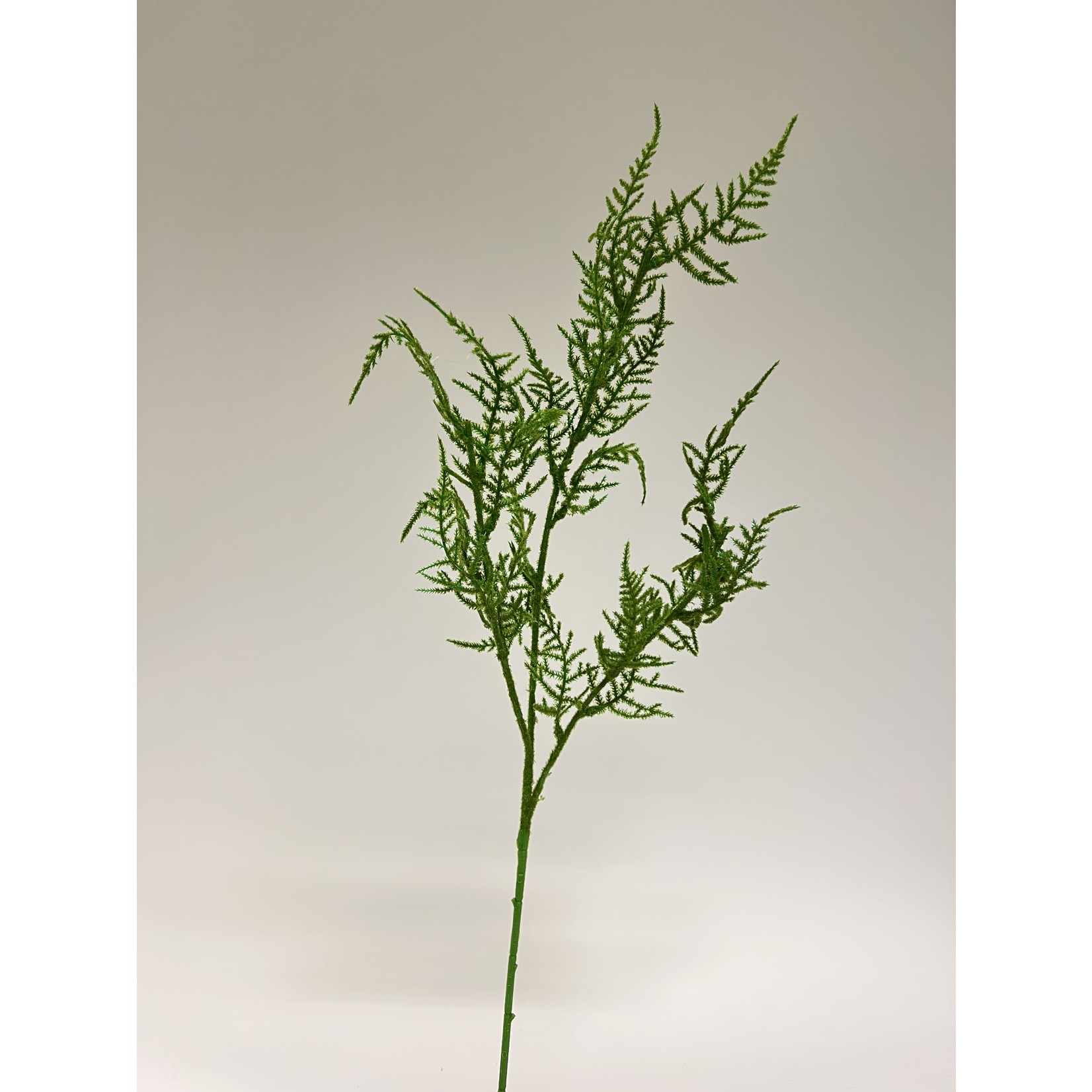 ASPARAGUS SPRAY OFFICINALIS | GREEN | 69 CM