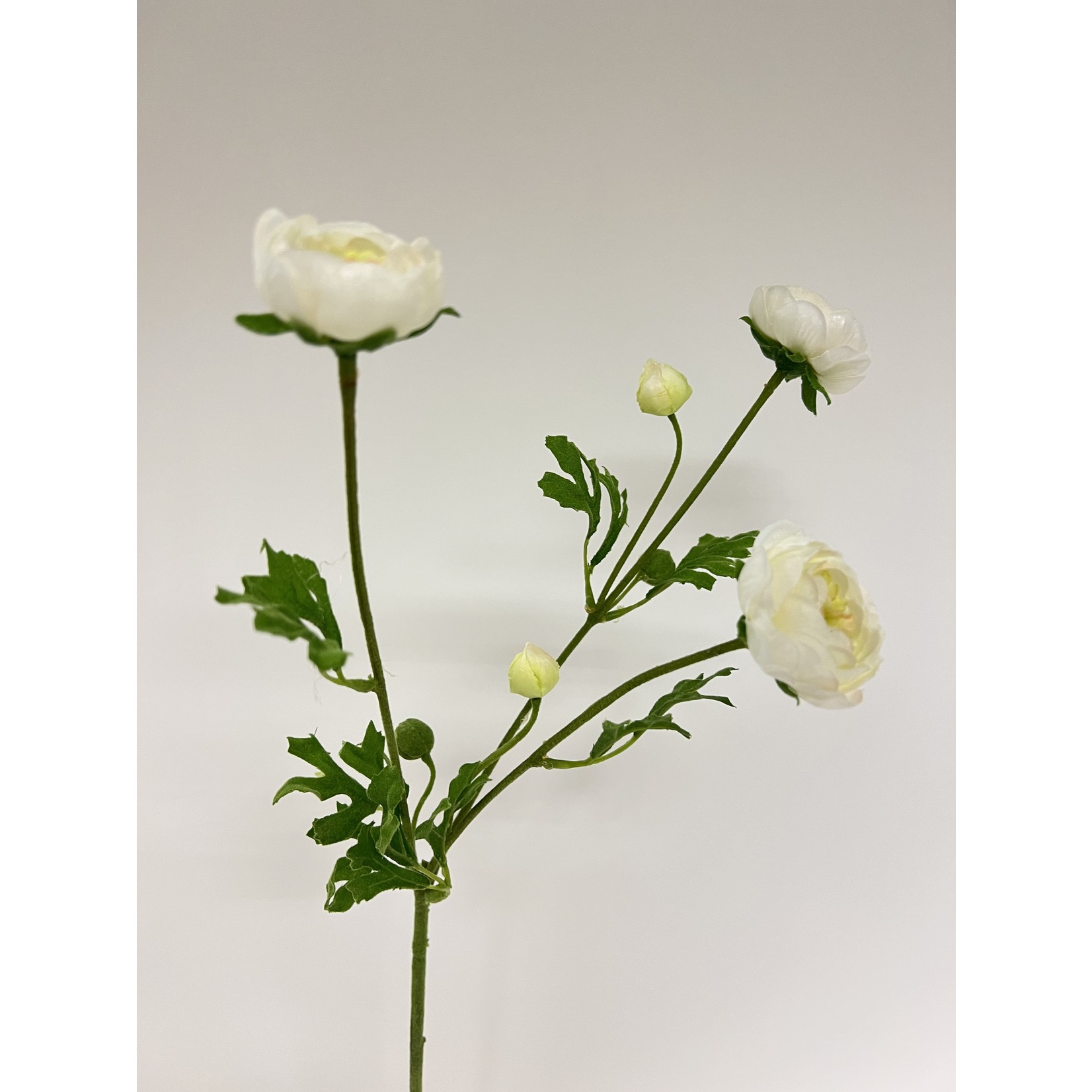 RANUNCULUS | CREAM | 65 CM