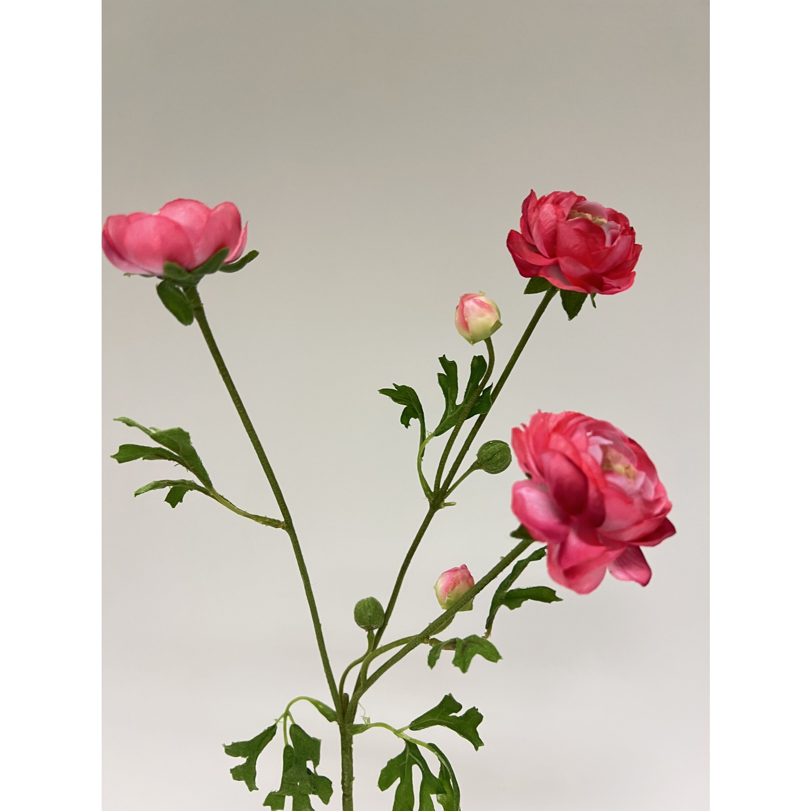 RANONKEL ELEGANCE | ROZE | 65 CM