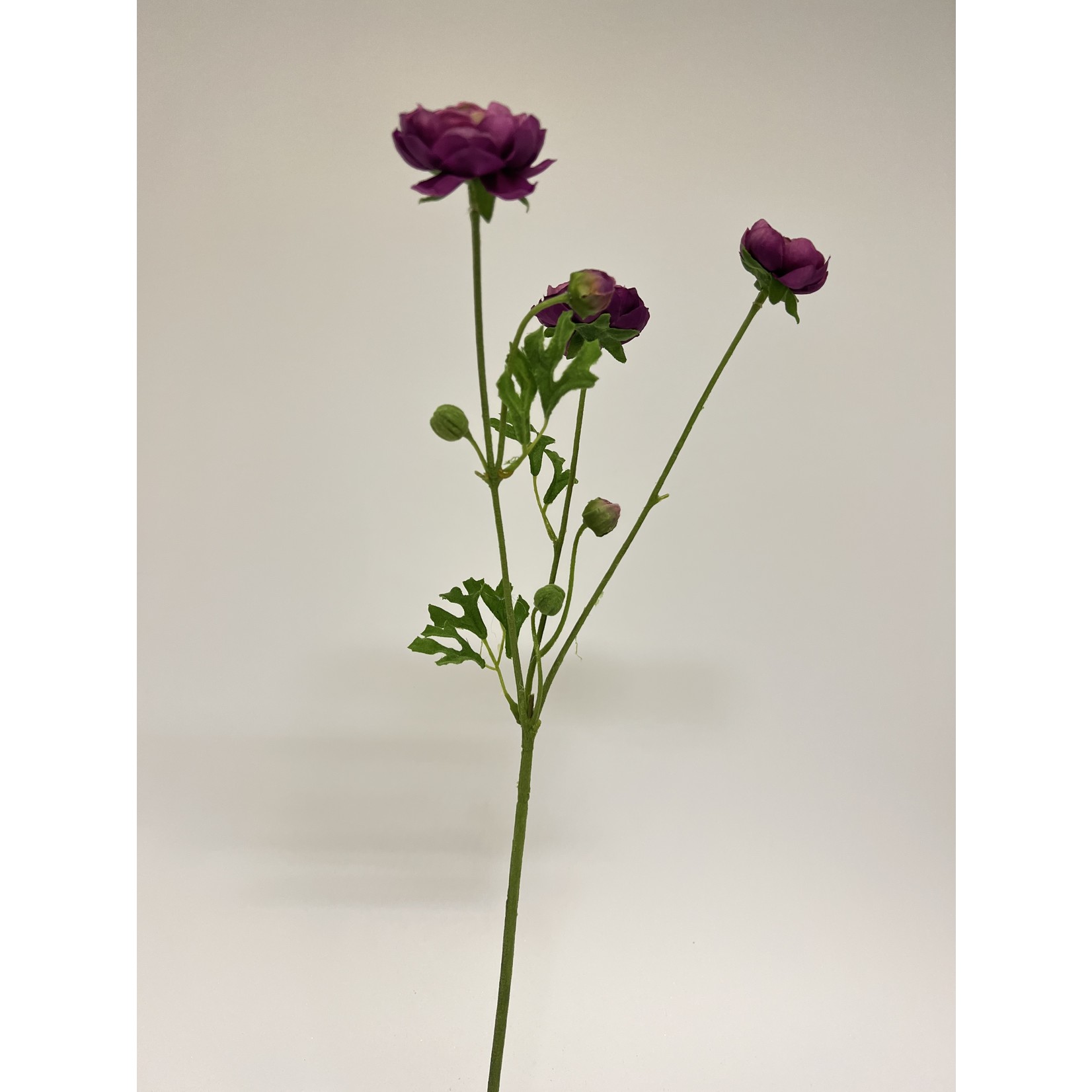 RANUNCULUS ELEGANCE| PURPLE | 65 CM