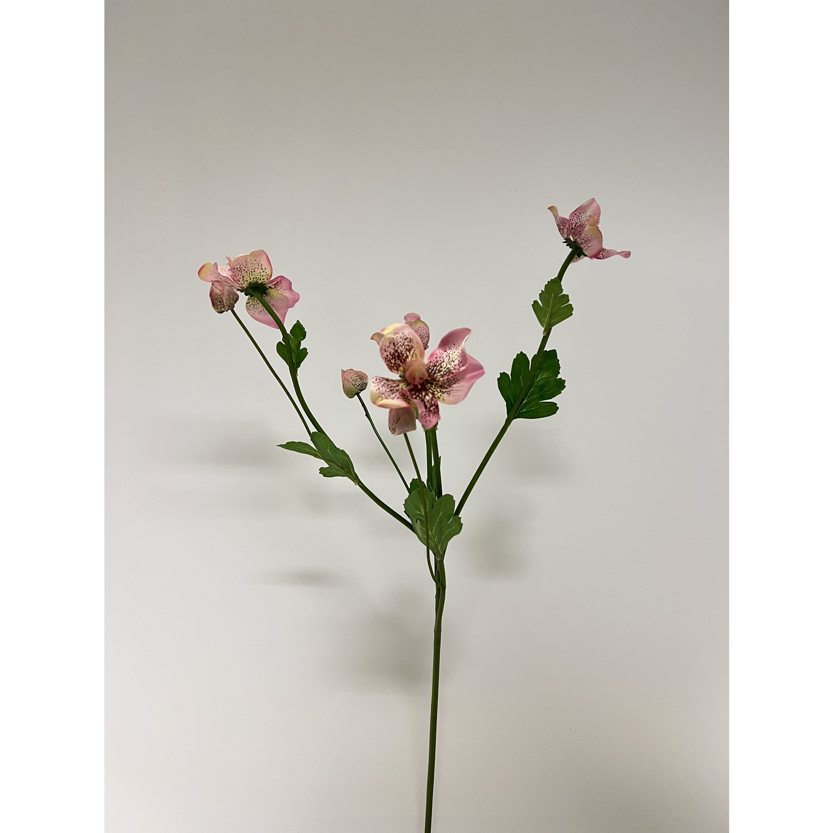HELLEBORE ORIENTALIS | PINK| 60 CM