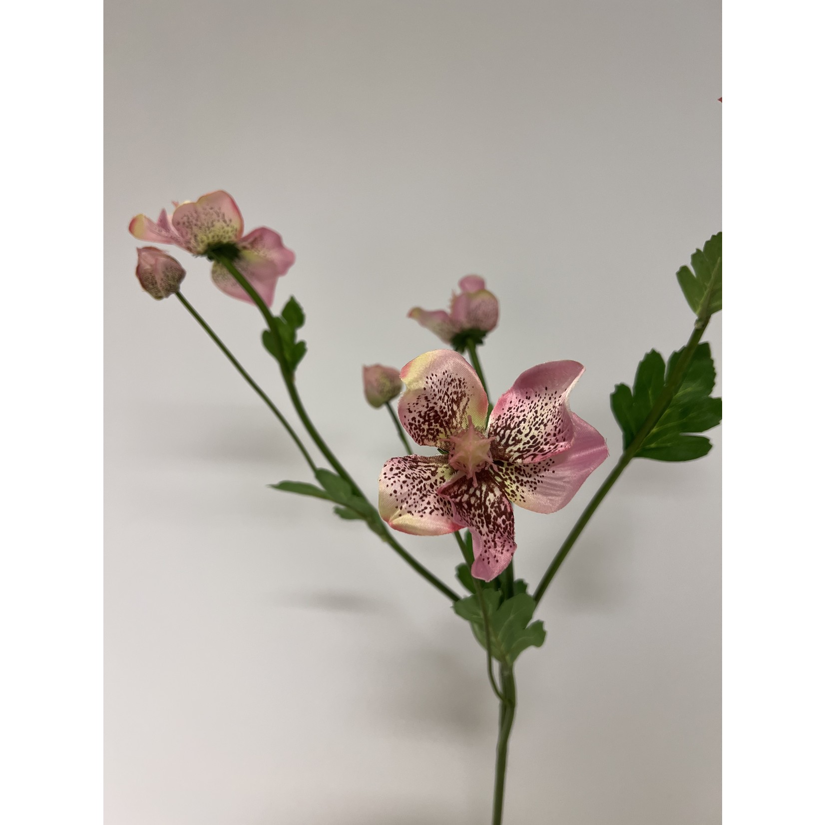 HELLEBORE ORIENTALIS | PINK| 60 CM