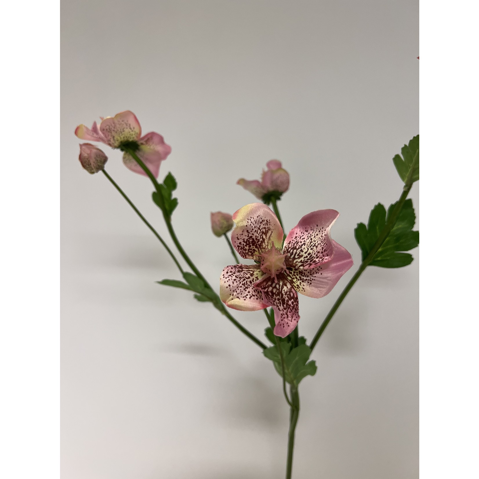 HELLEBORES ORIENTALIS | PINK| 60 CM