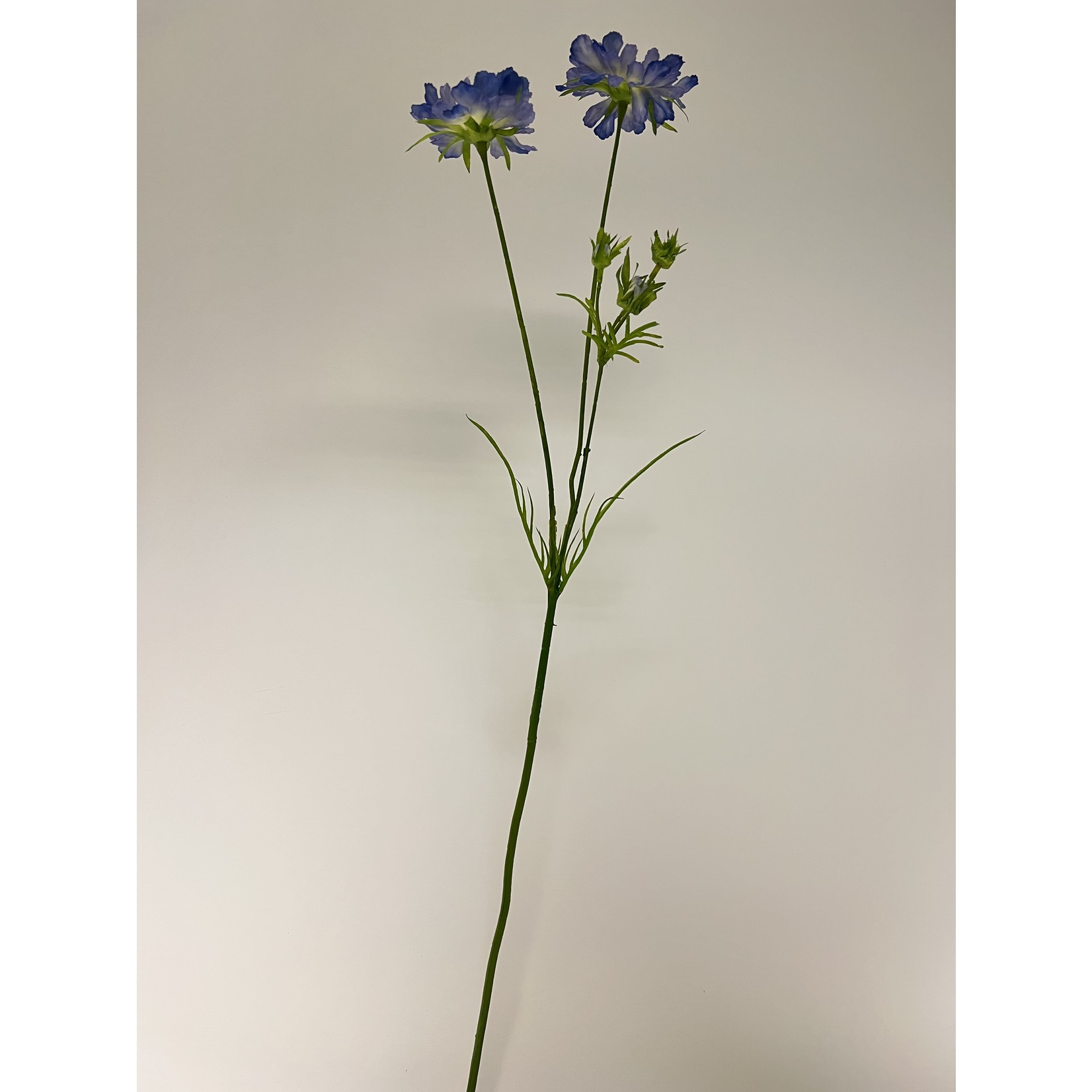 SCABIOSA PERFECTA | BLAUW | 80 CM