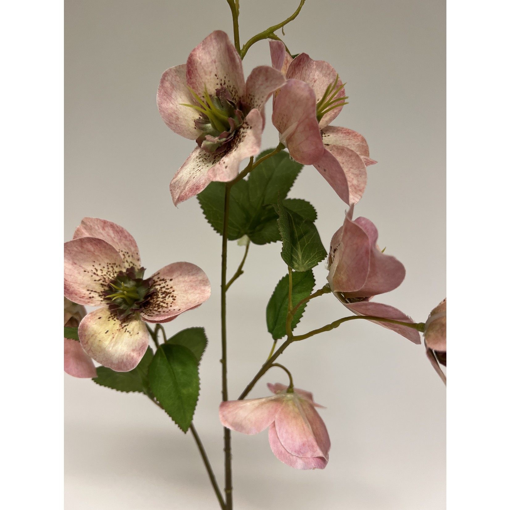 HELLEBORES CHERYL'S SHINE | PINK | 60 CM