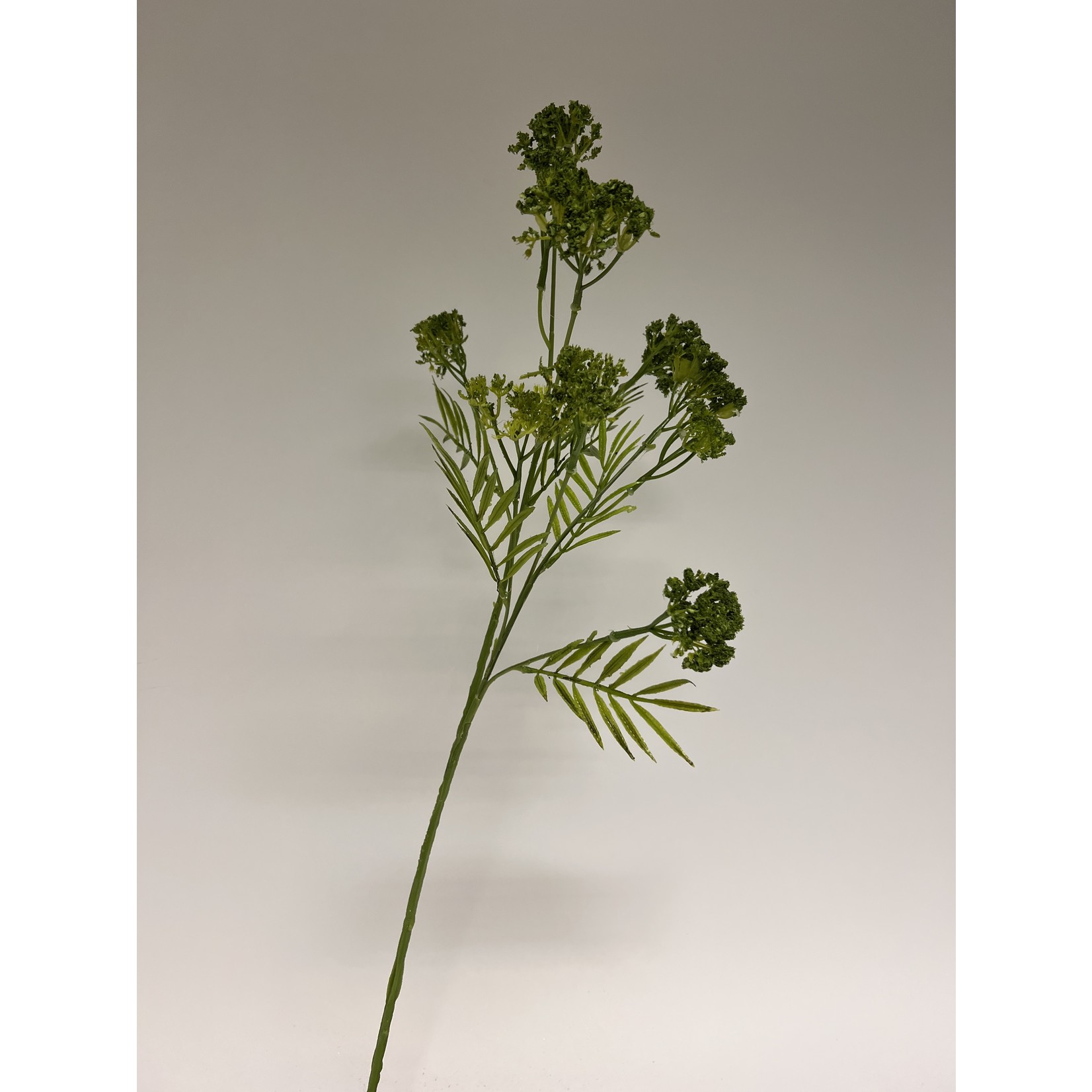 FENNEL | GREEN | 74 CM