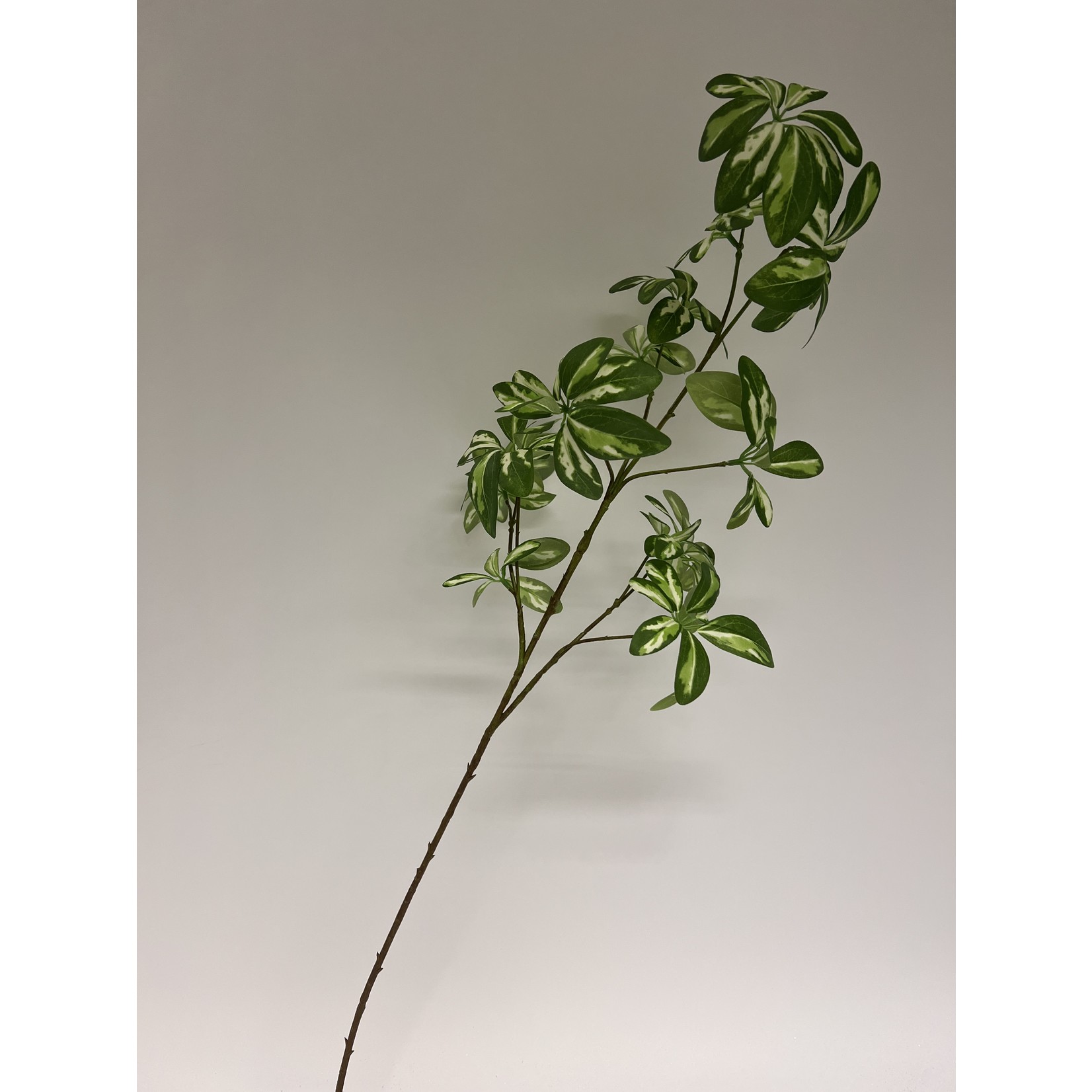 ARALIA ELATA | GROEN WIT | 95 CM