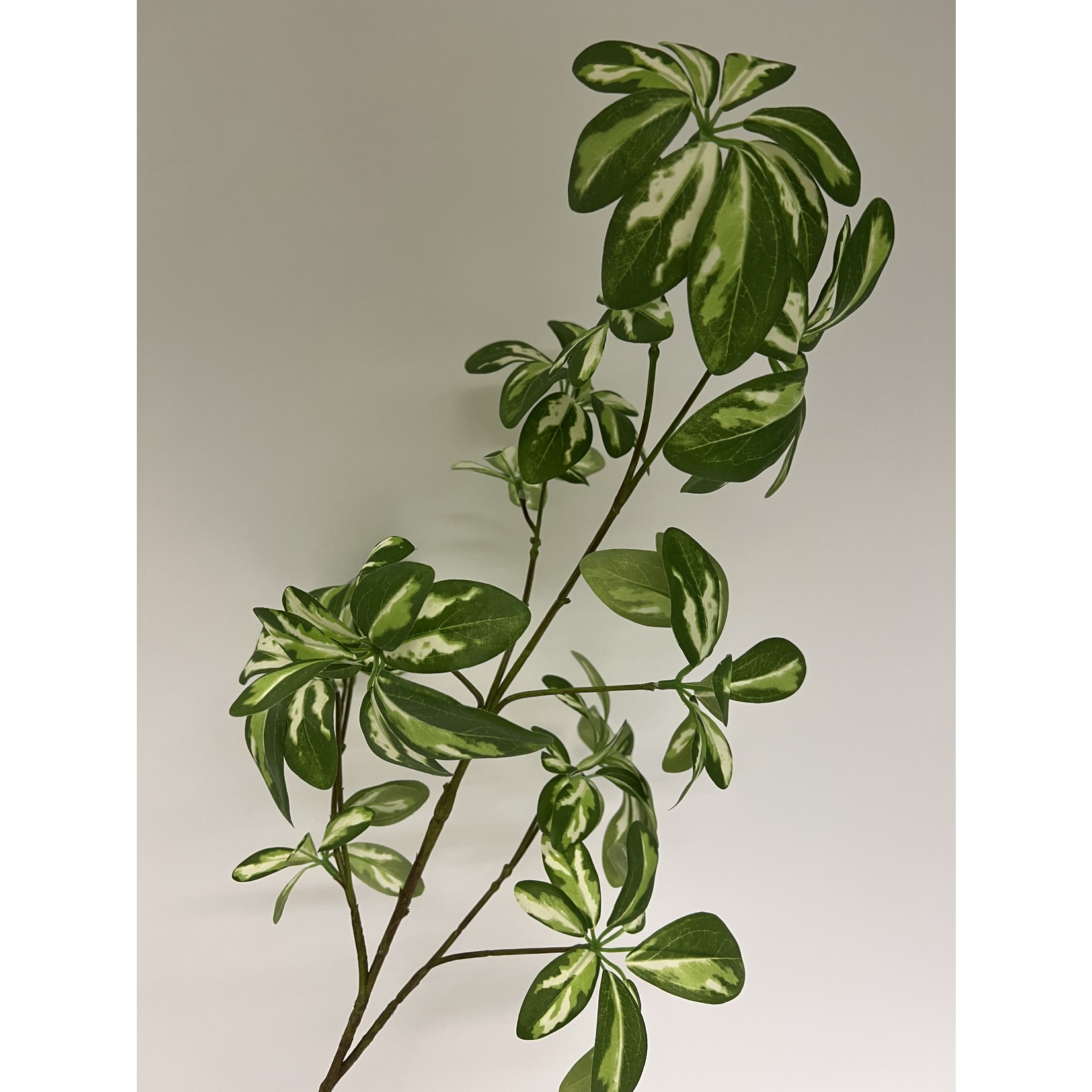 ARALIA ELATA | GREEN WHITE | 95 CM