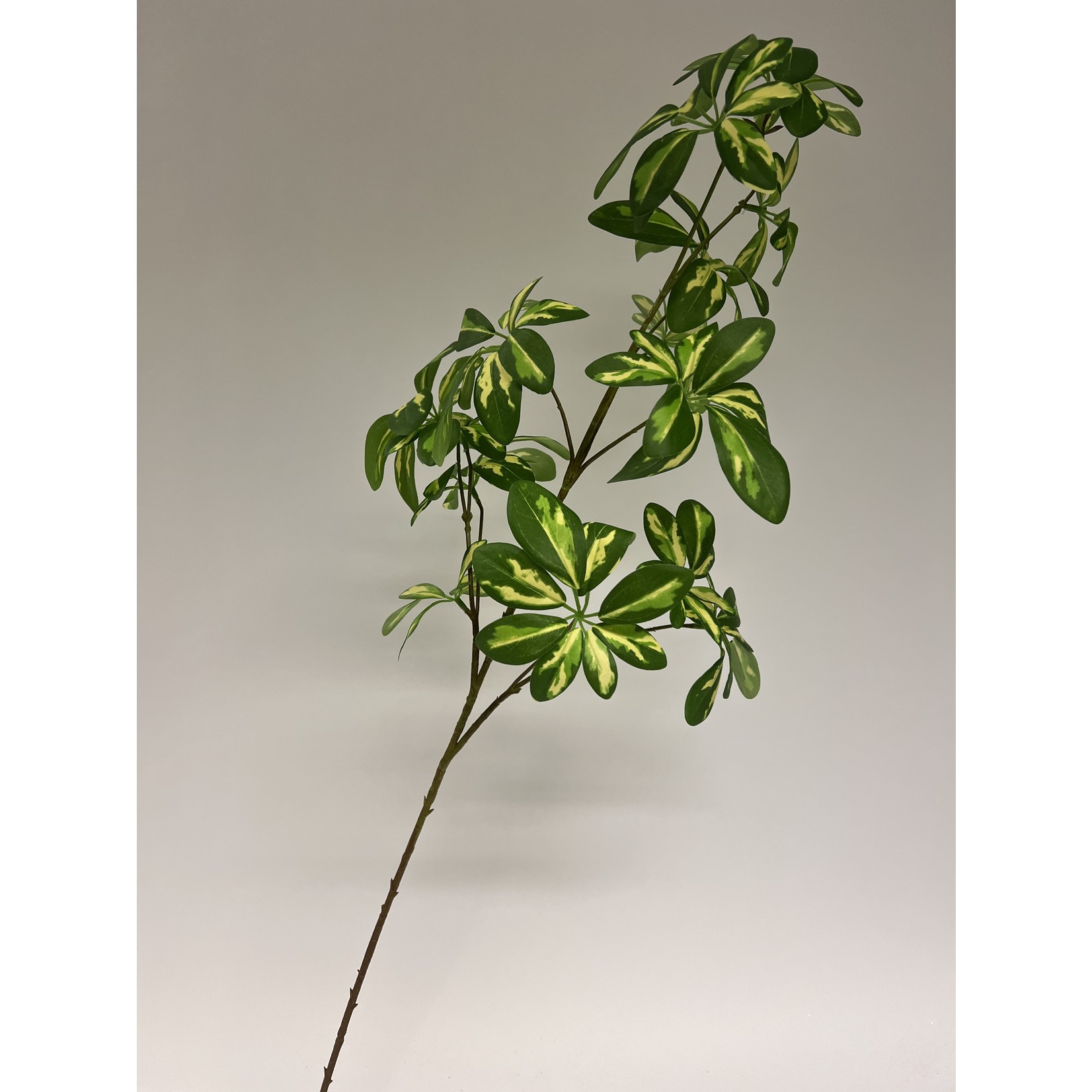 ARALIA BALFOURI| GREEN YELLOW | 95 CM