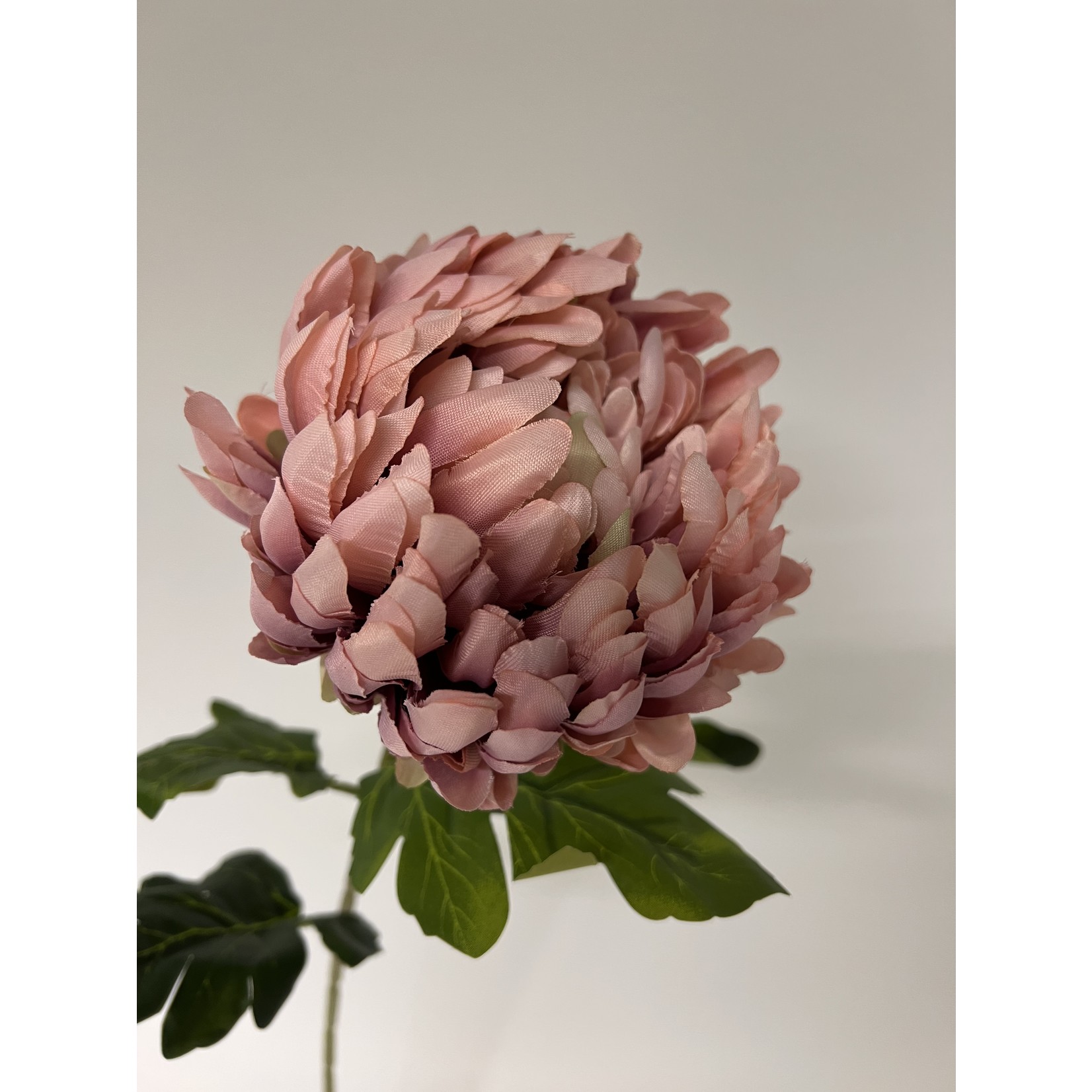 CHRYSANTHEMUM  JUMBO | PINK | 76 CM