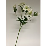 HELLEBORES | WHITE | 74 CM