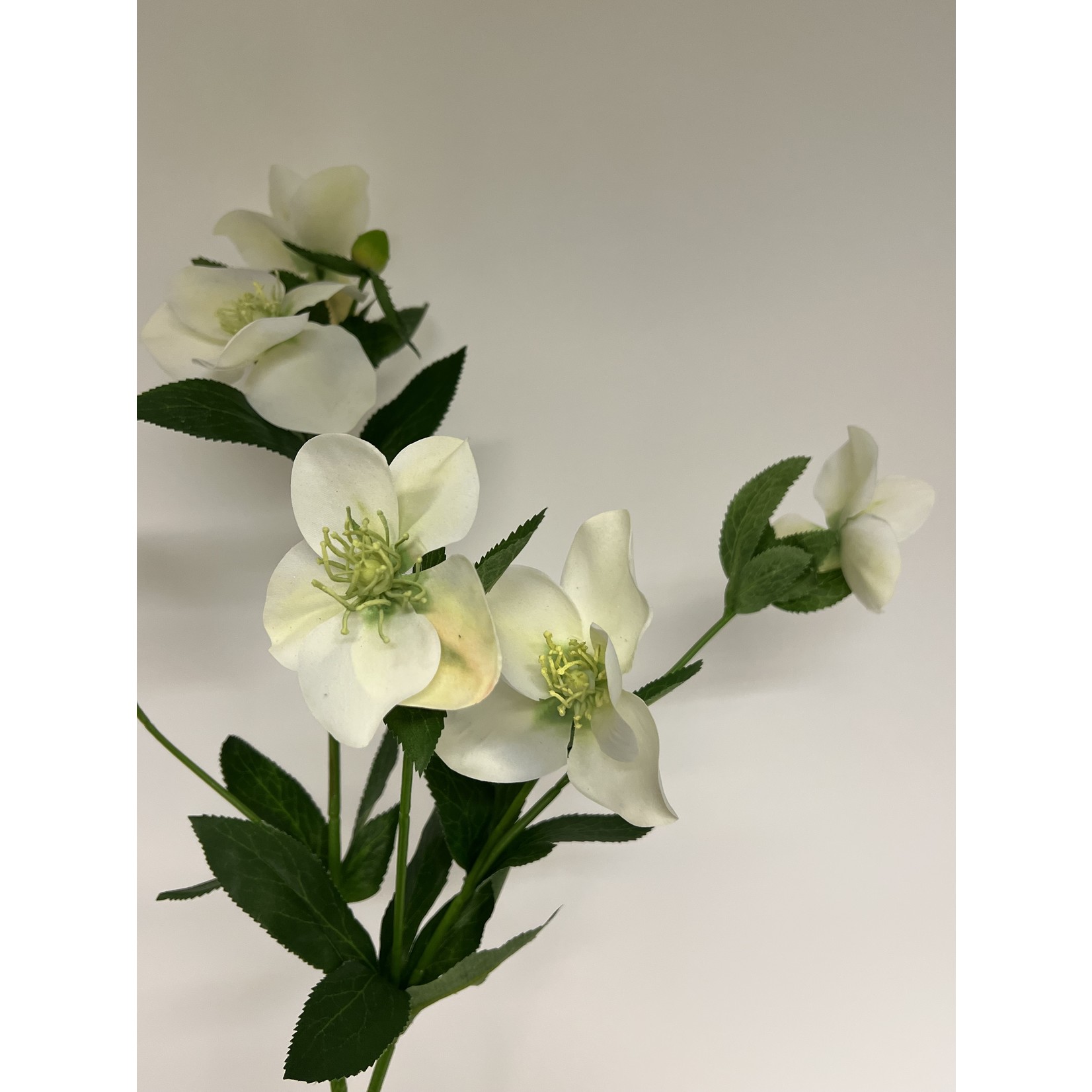 HELLEBORUS NIGER | WIT | 74 CM