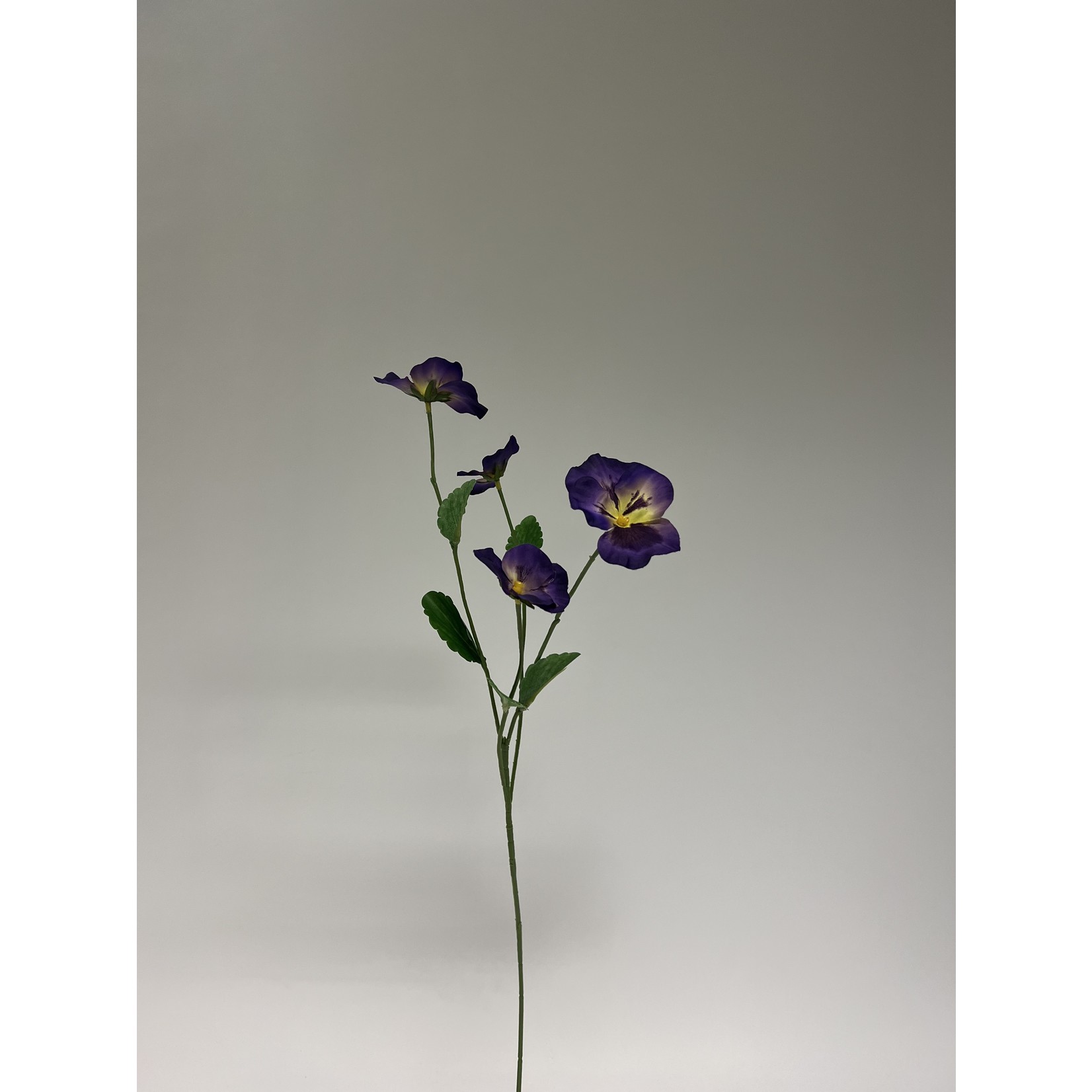 VIOLA WITTROCKIANA | PURPLE | 65 CM