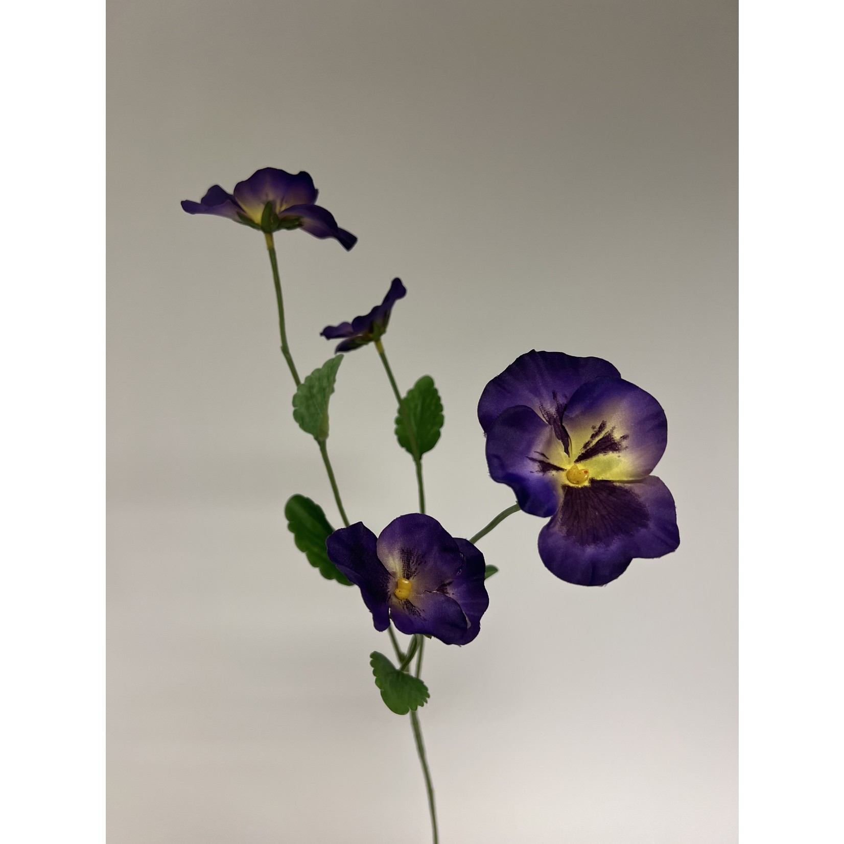 VIOLA WITTROCKIANA | PURPLE | 65 CM