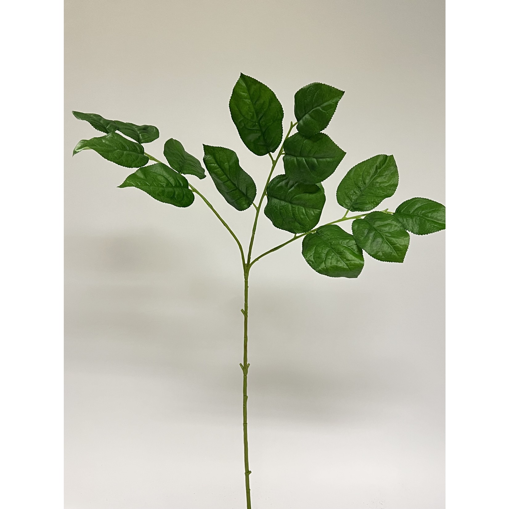 SALAL BLAD SHALLON | GROEN | 80 CM