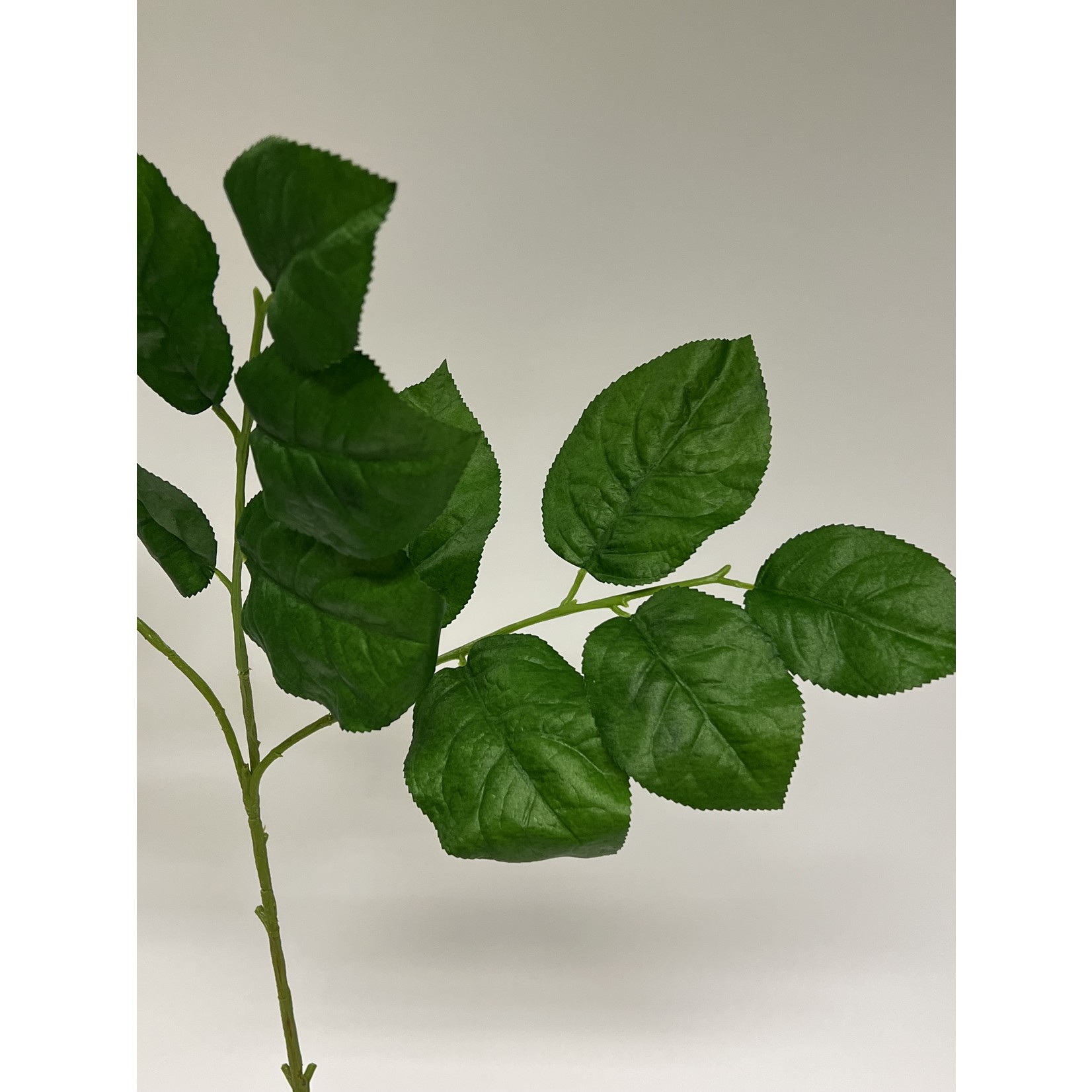 SALAL BLAD SHALLON | GROEN | 80 CM