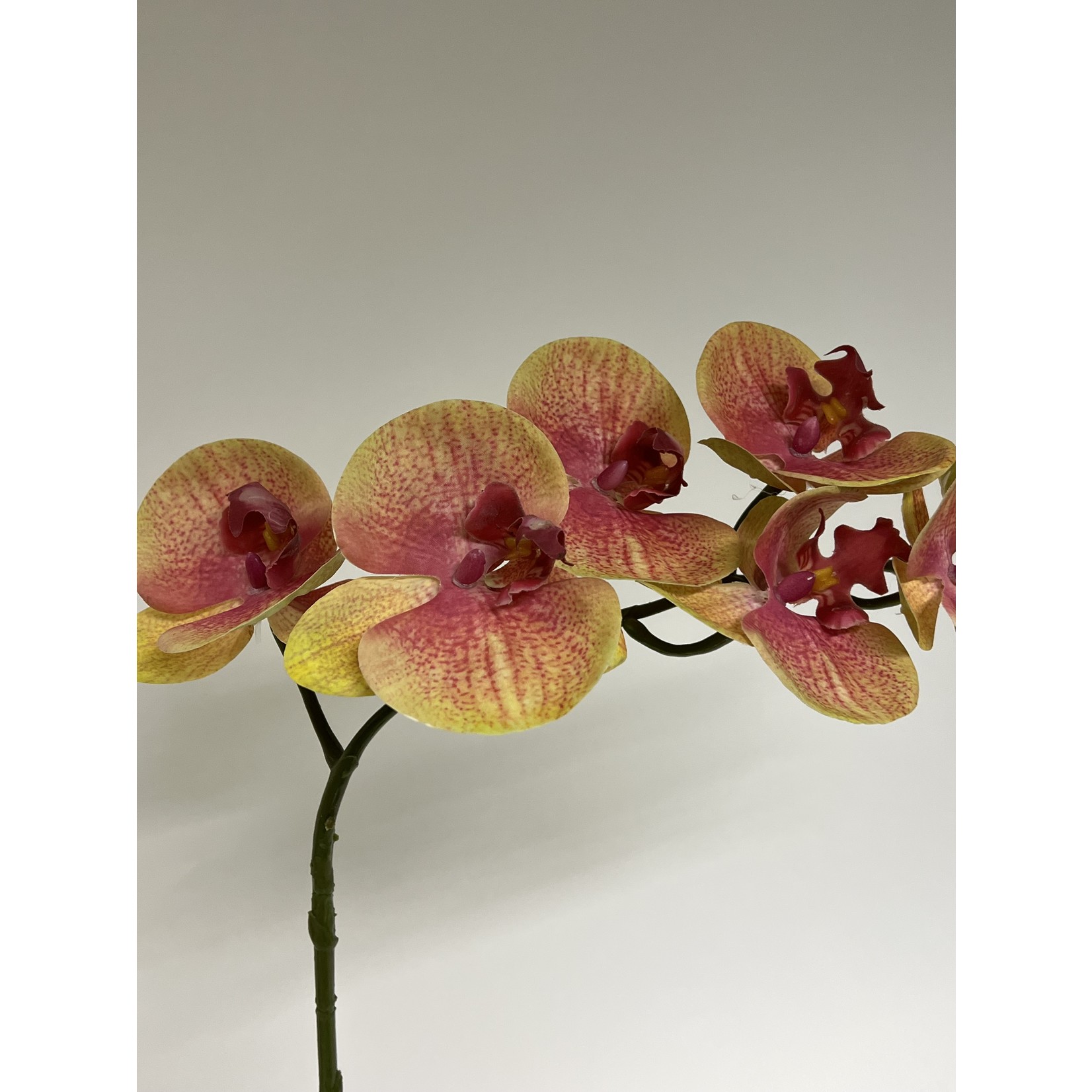 ORCHIDEE OLD ROSE | ROZE | 87 CM