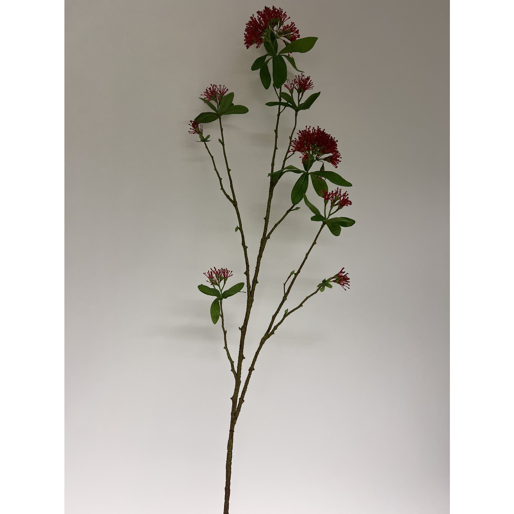 METROSIDEROS EXCELSA | RED | 110 CM