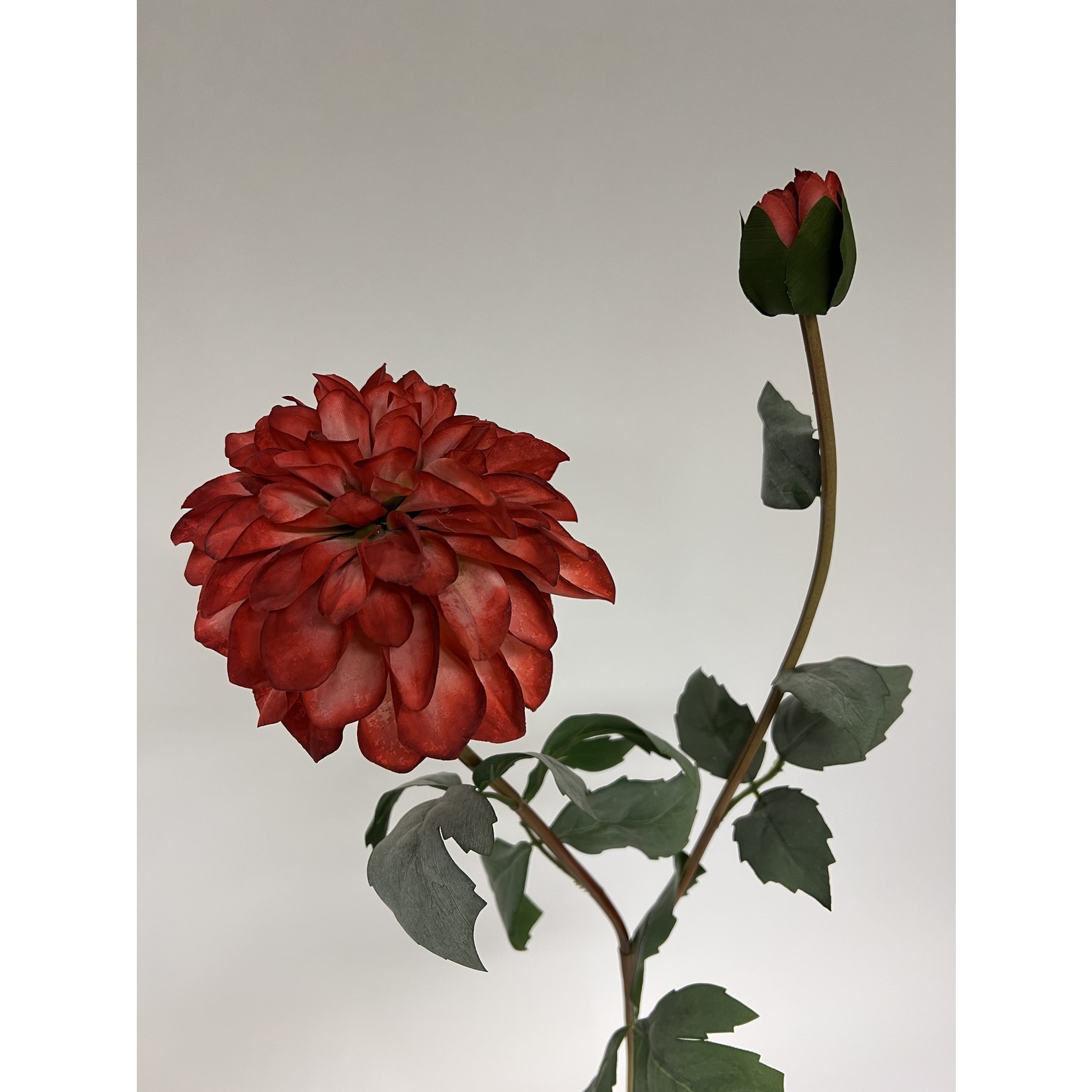 DAHLIA POMPON | RED | 75 CM