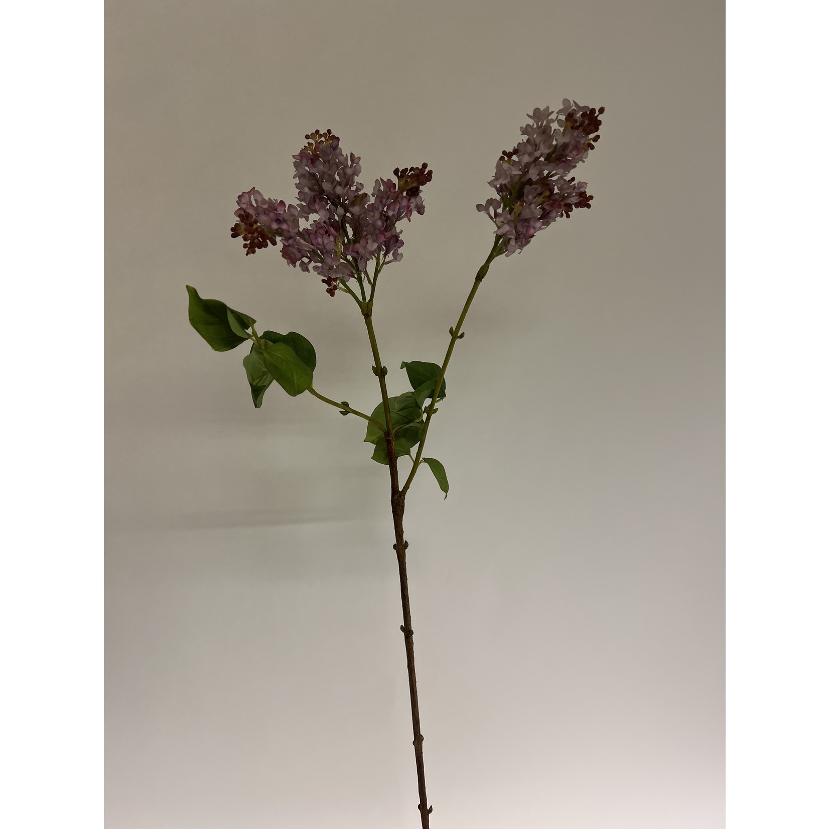 SERING TAK LADY LILAC | LAVENDEL | 100 CM