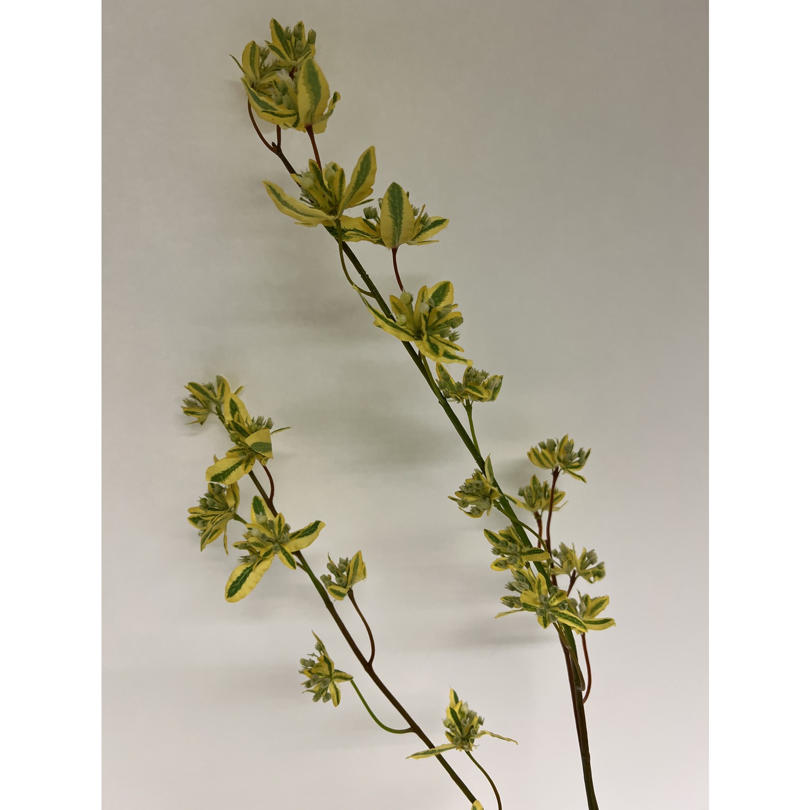 EUONYMUS SCHILLINGII | GEEL | 94 CM