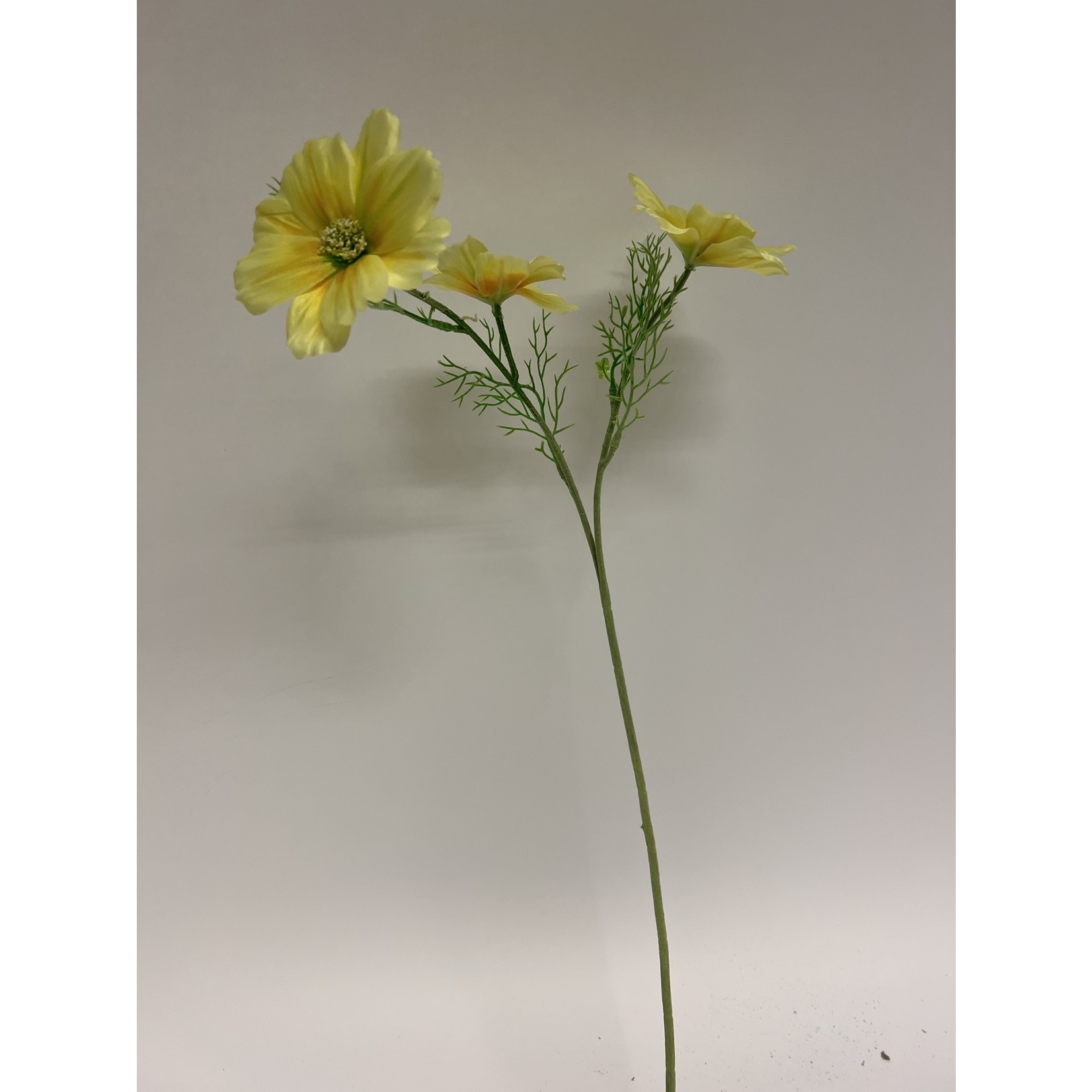 COSMOS XANTHOS | YELLOW | 65 CM