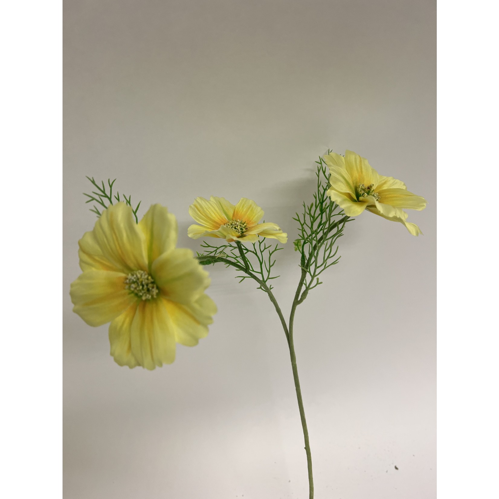 COSMEA XANTHOS | GEEL | 65 CM