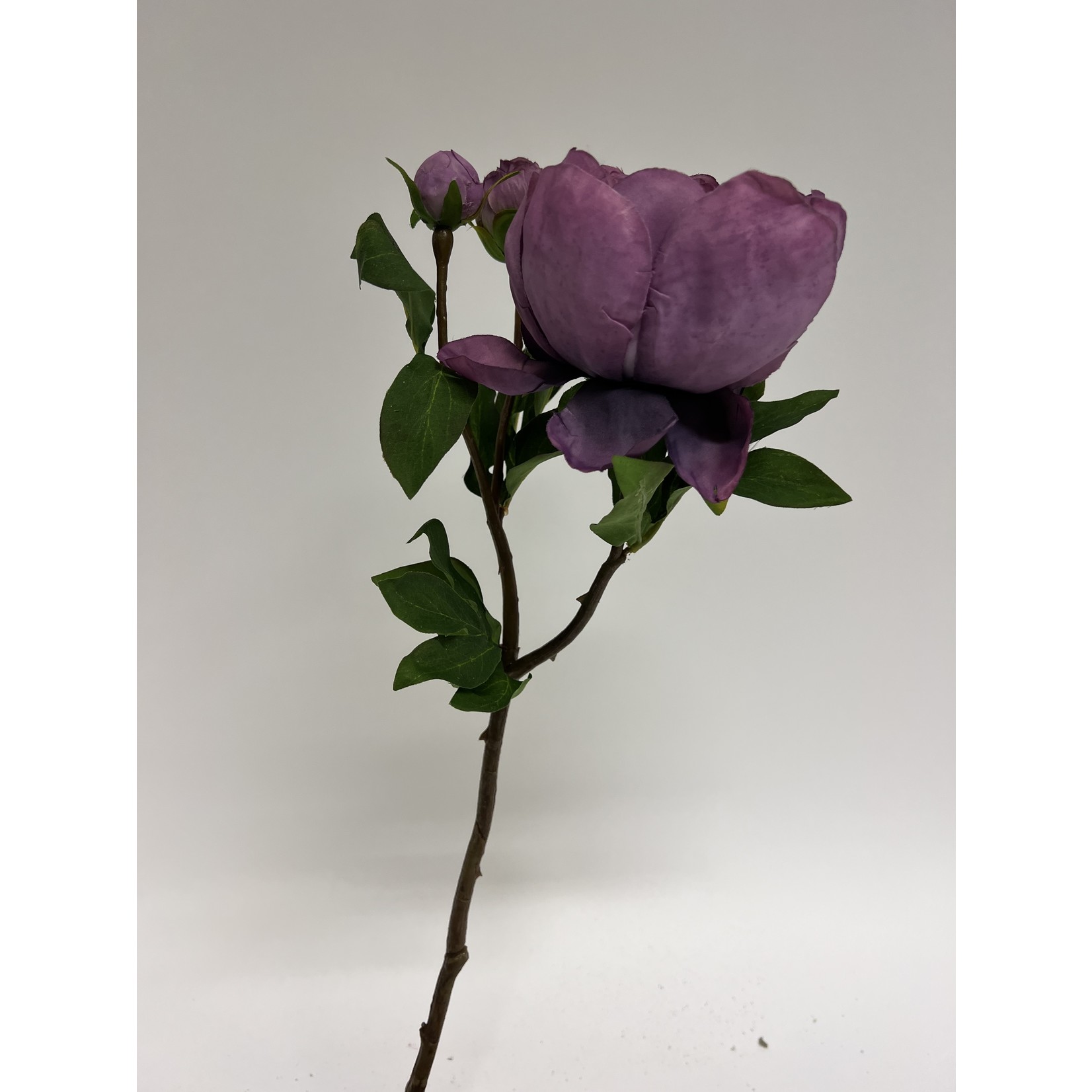 PEONY PURPLE QUEEN | PURPLE | 49 CM